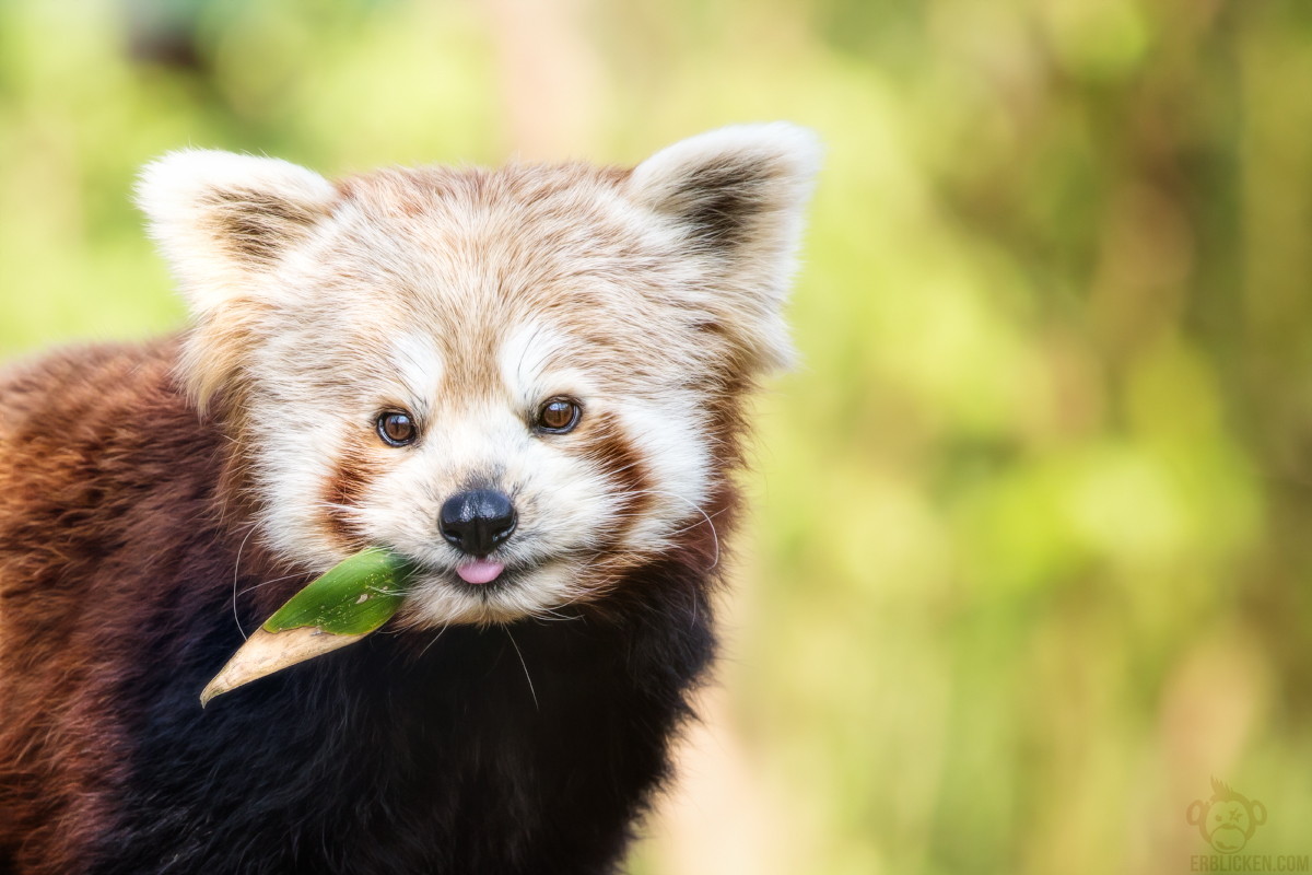 Photos of Red Pandas Slacking Off That Are Really Cute