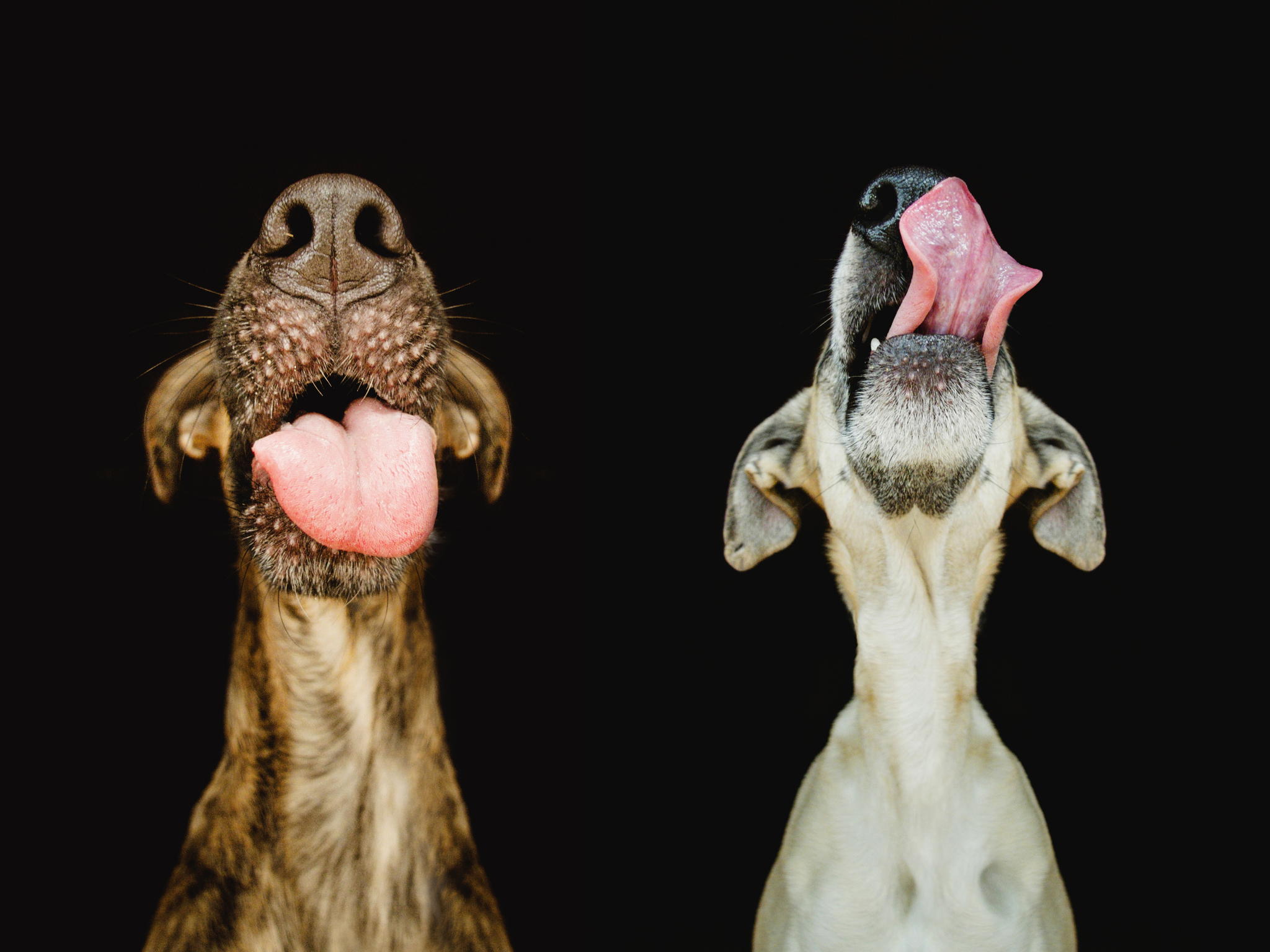 Everything You Need To Know About Taking Awesome Dog Portraits
