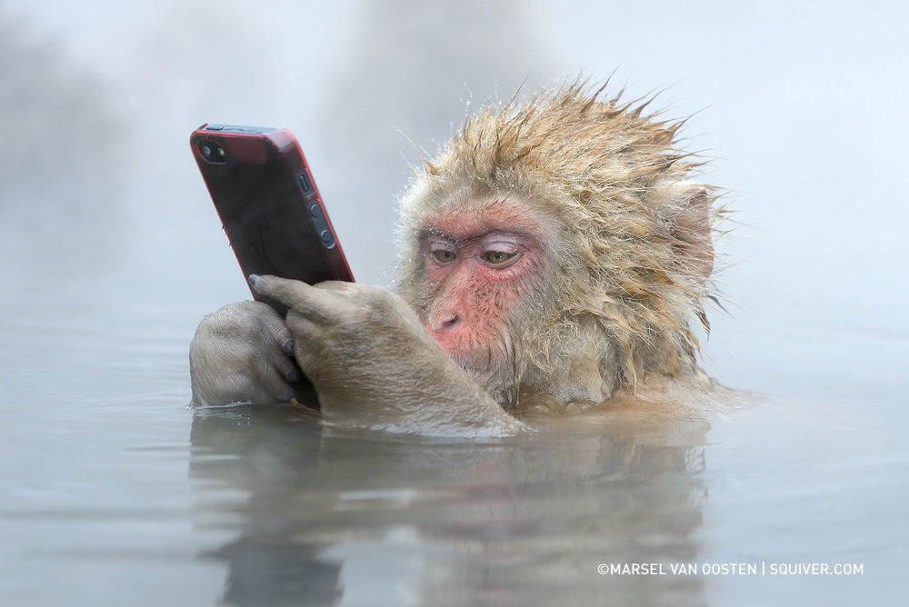  monkey using iphone snow photo story 