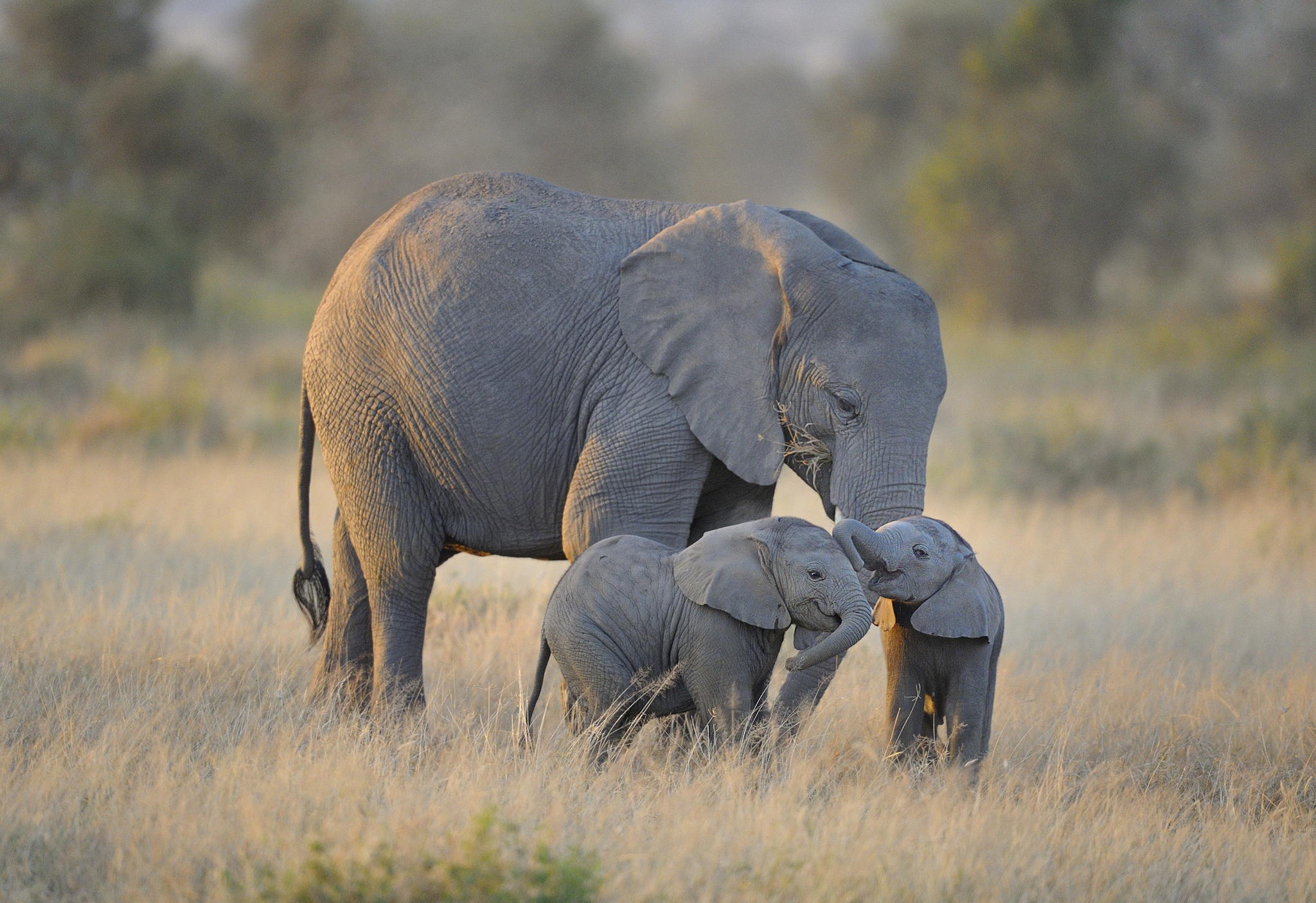  these elephants adorable baby 