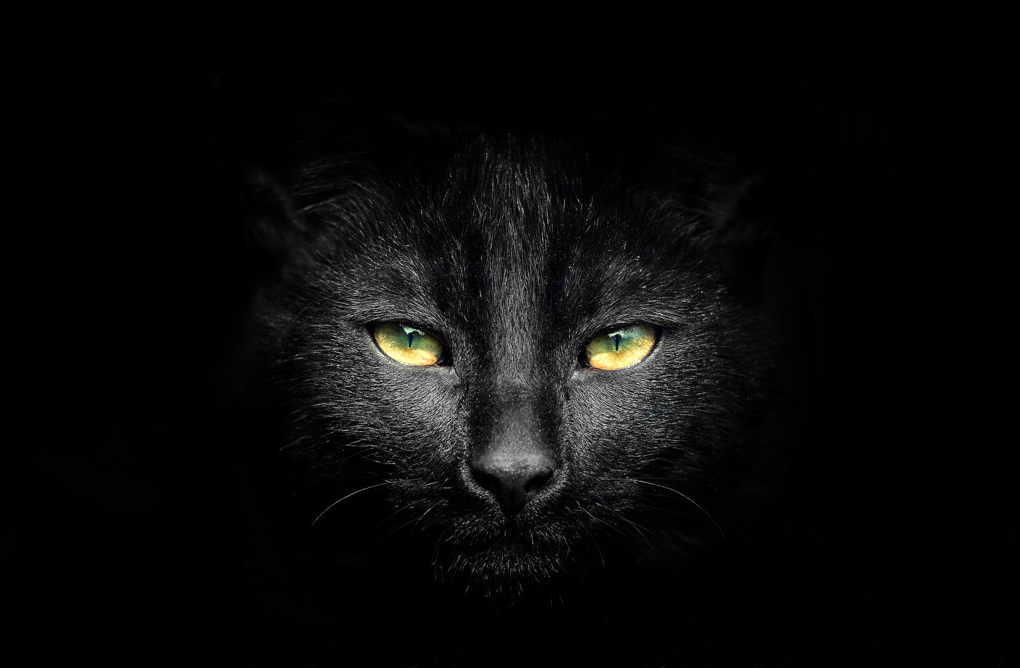 45+ Best Enchanting Black Cat Photos And Images
