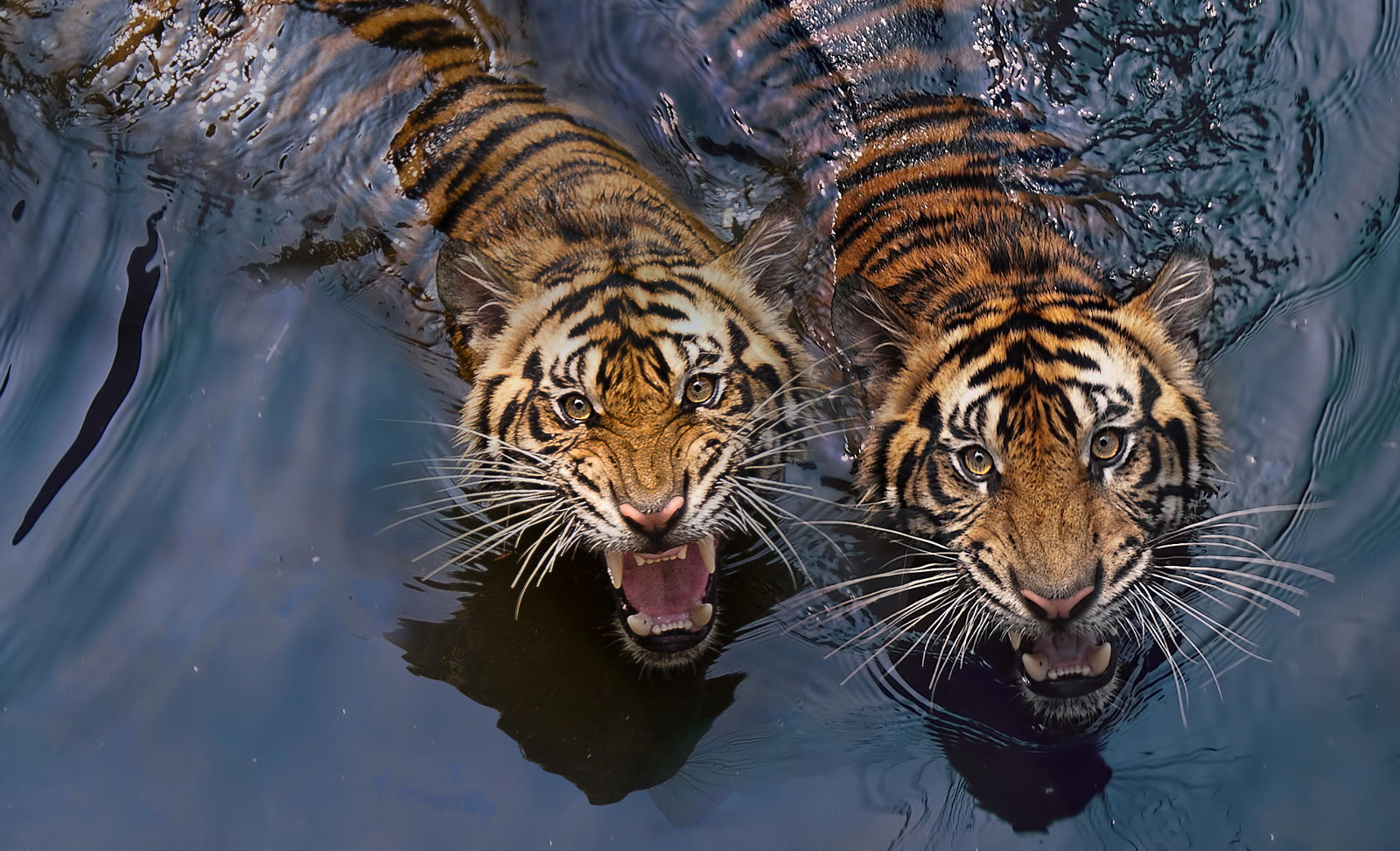 Tiger Photography | 30+ Tigers Photos That Will Leave You Spellbound