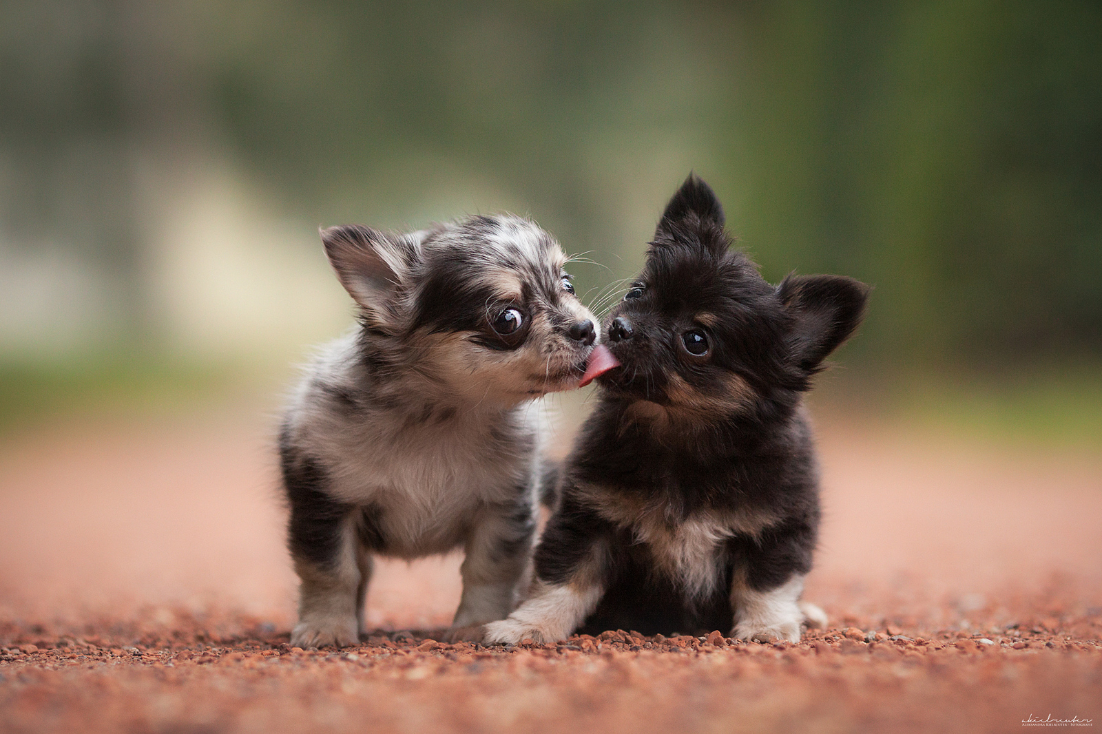 21+ Adorable Puppy Photos & Images on 500px