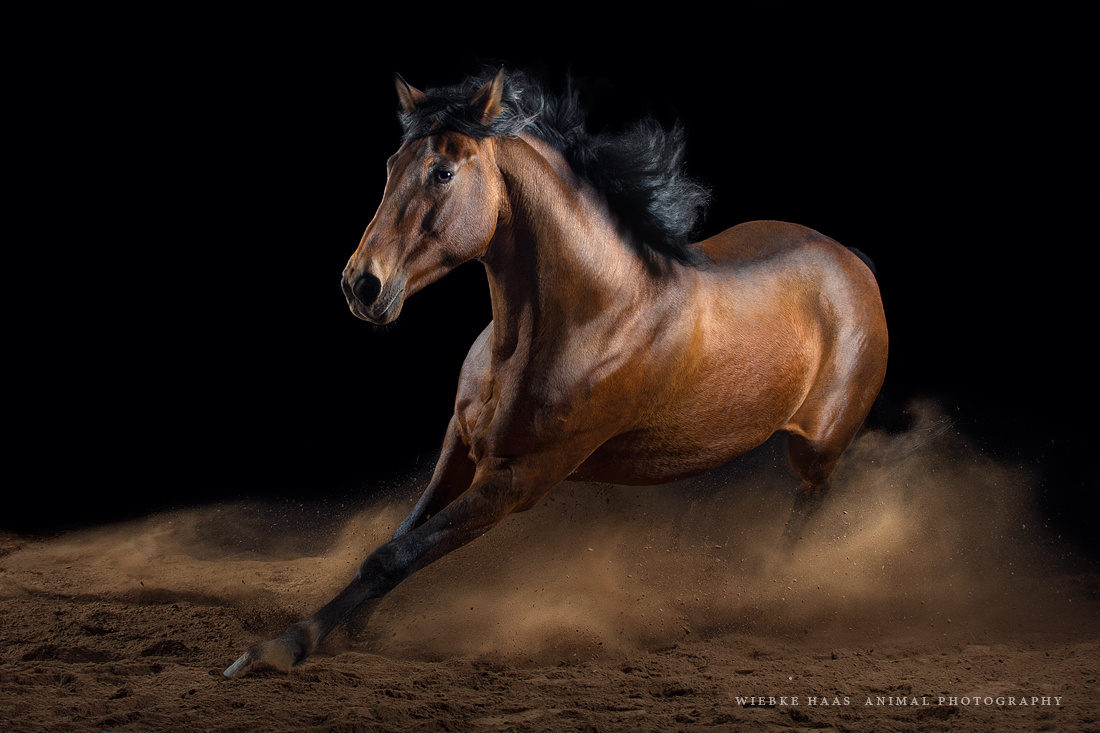 [Horse Photography] Capturing Equine Elegance: How to Photograph Horses