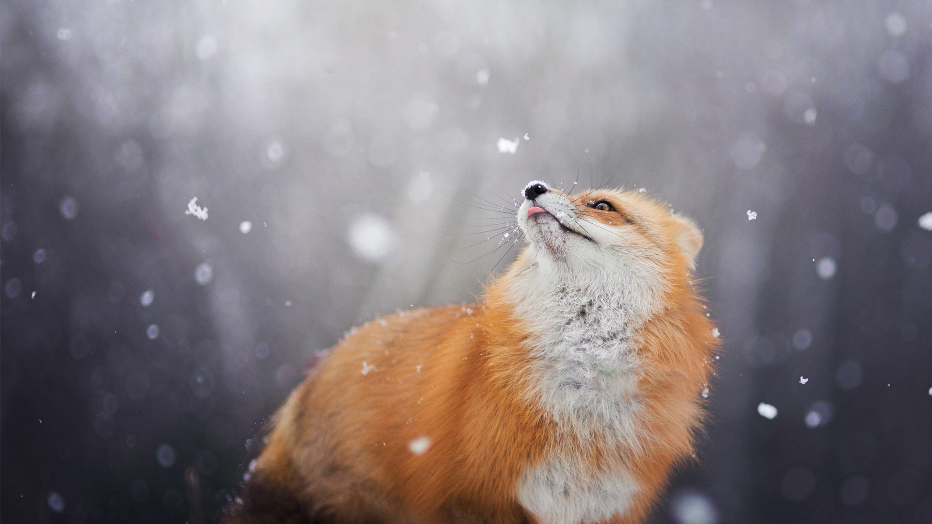 16 photos of animals that cant get enough snow