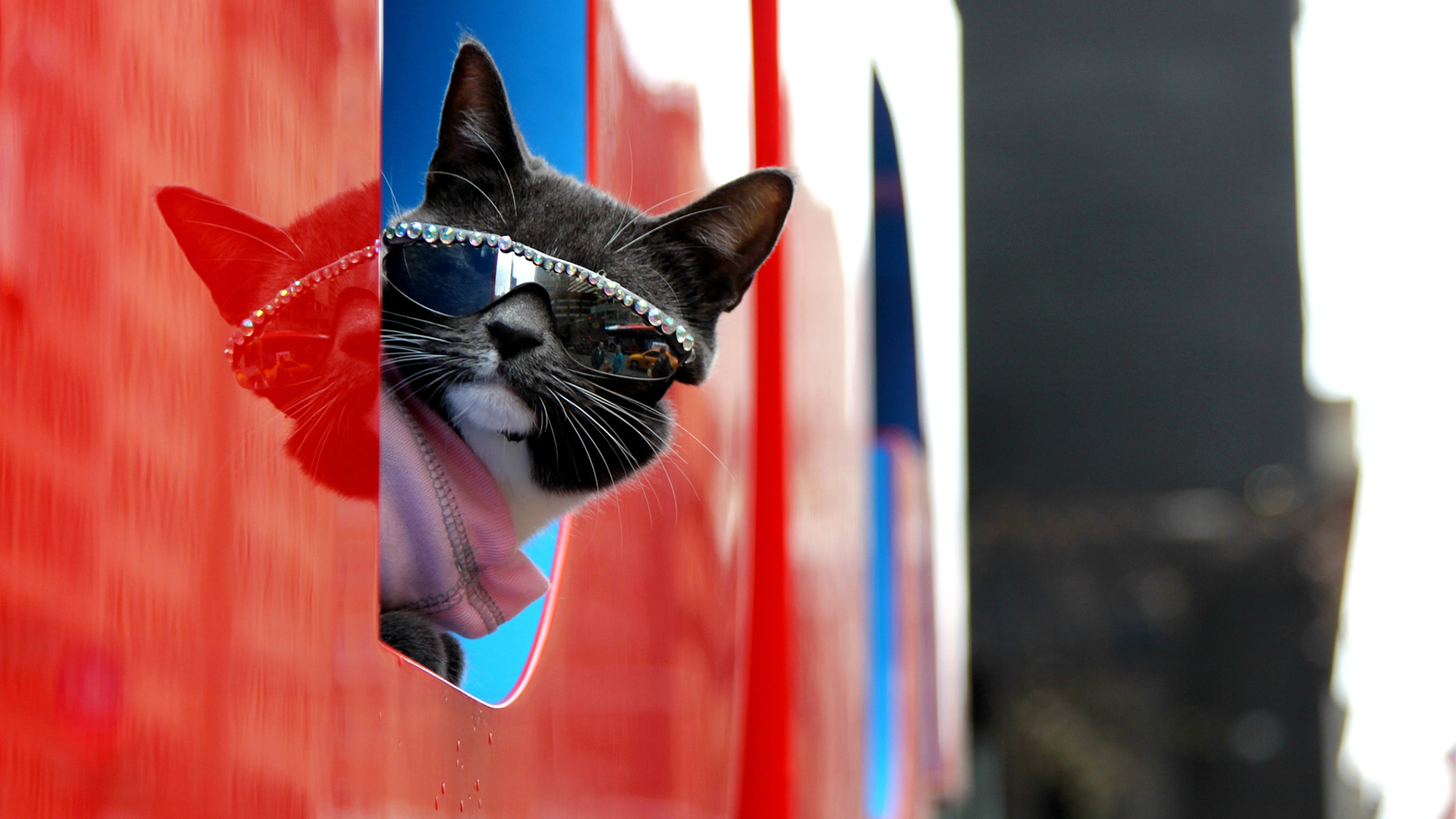 Here comes the sun: 27 photos of pets in sunglasses