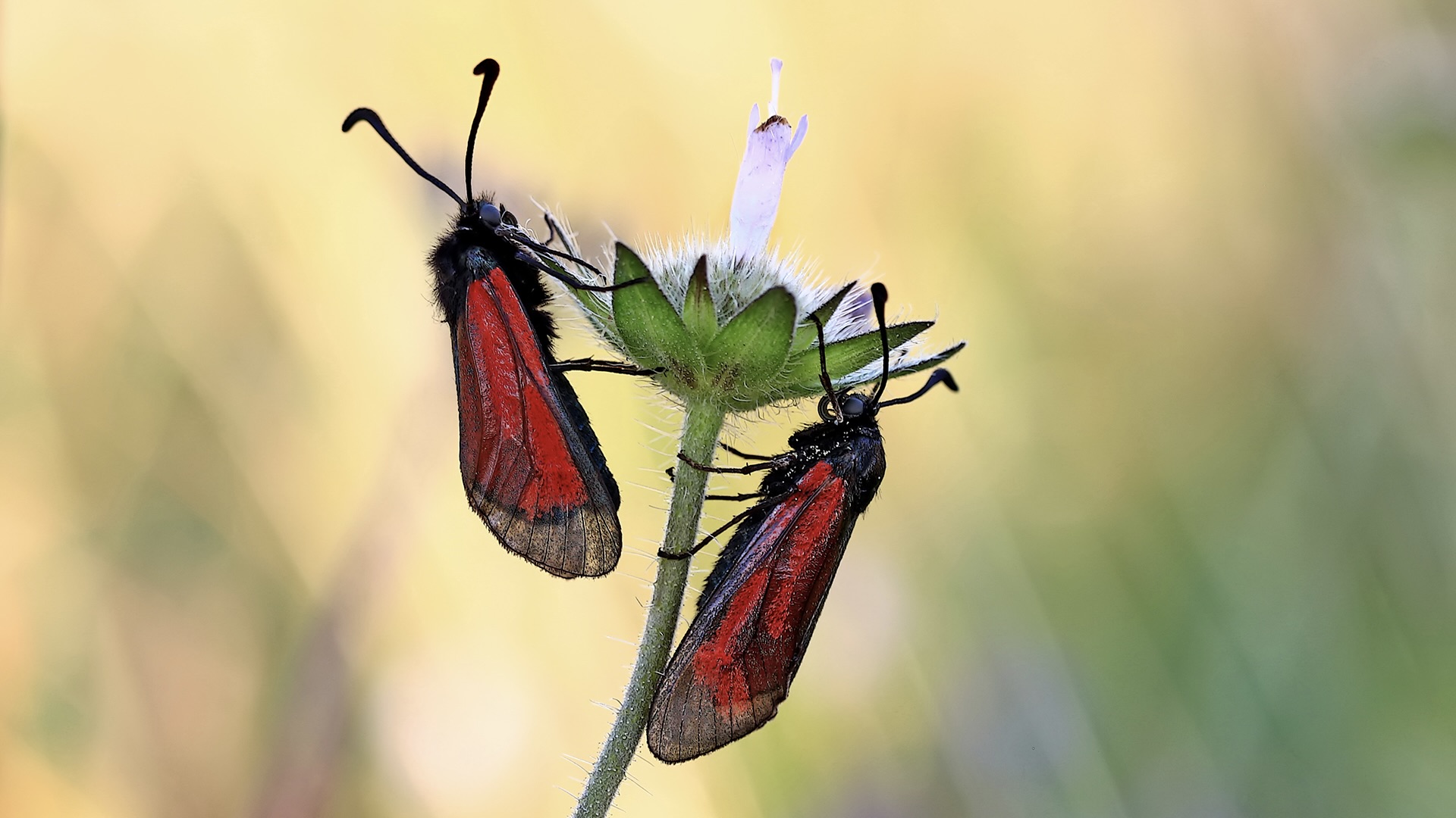 A bugs life: The essential guide for photographing insects