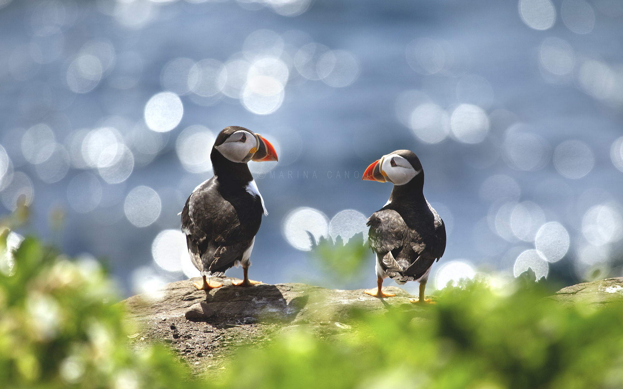 The Secret of This Puffin's Big Beak