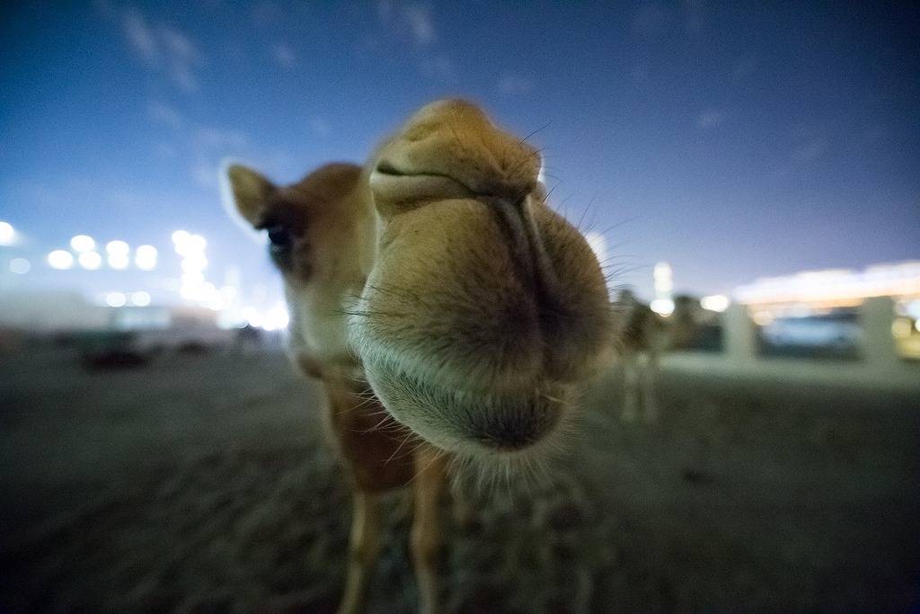 Travel to Exciting Doha with Michael Shainblum