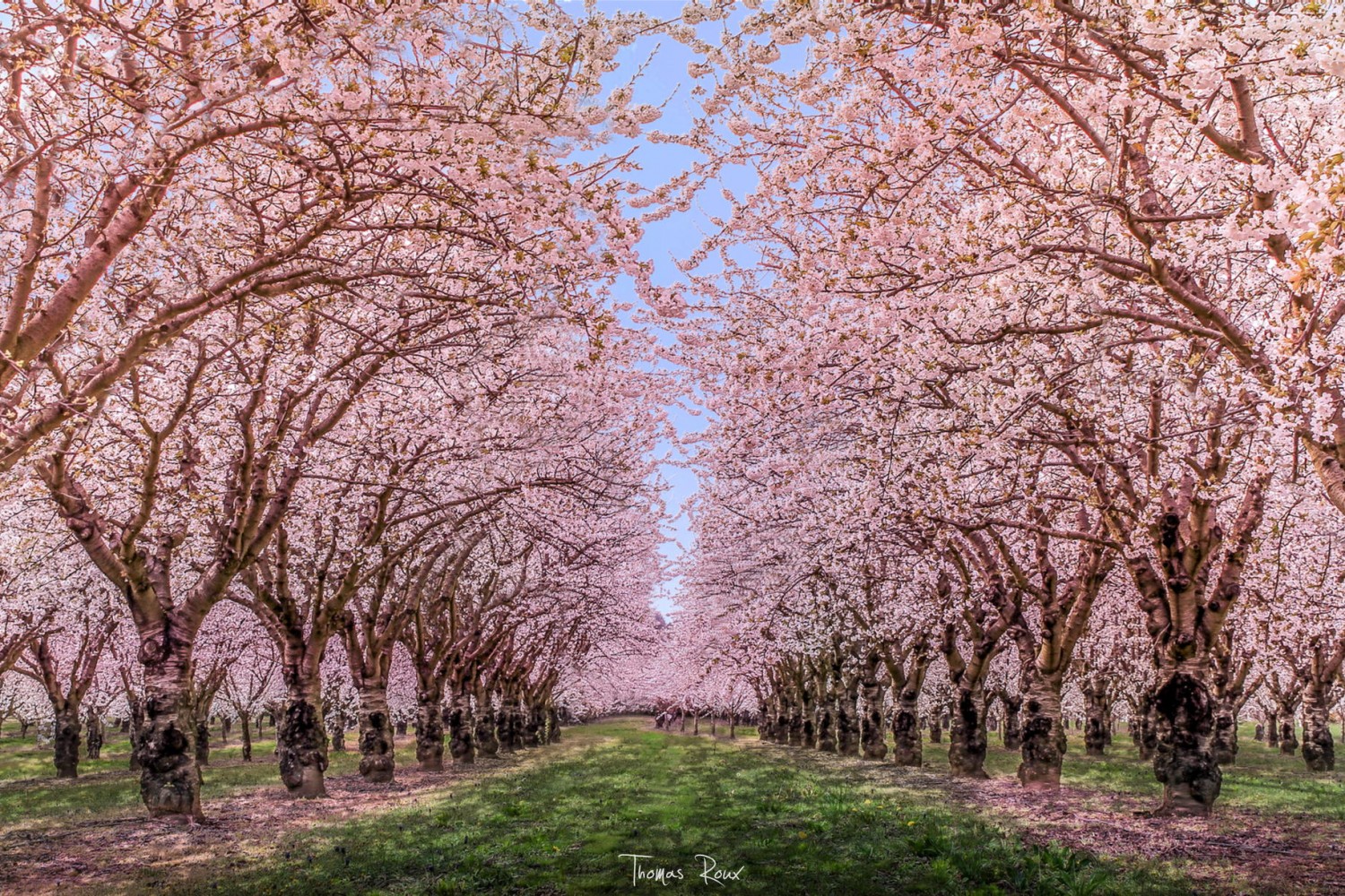 45 Charming Cherry Blossoms That Will Inspire Your Day 500px