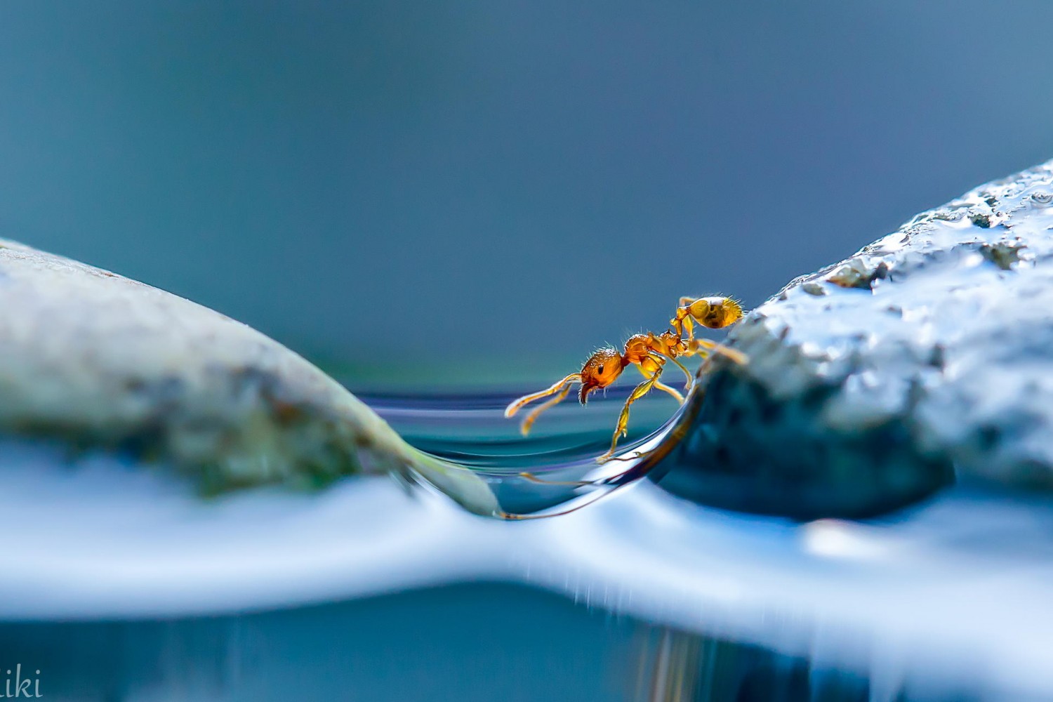 Miki Asai Shares Her Secrets To Shooting Macro