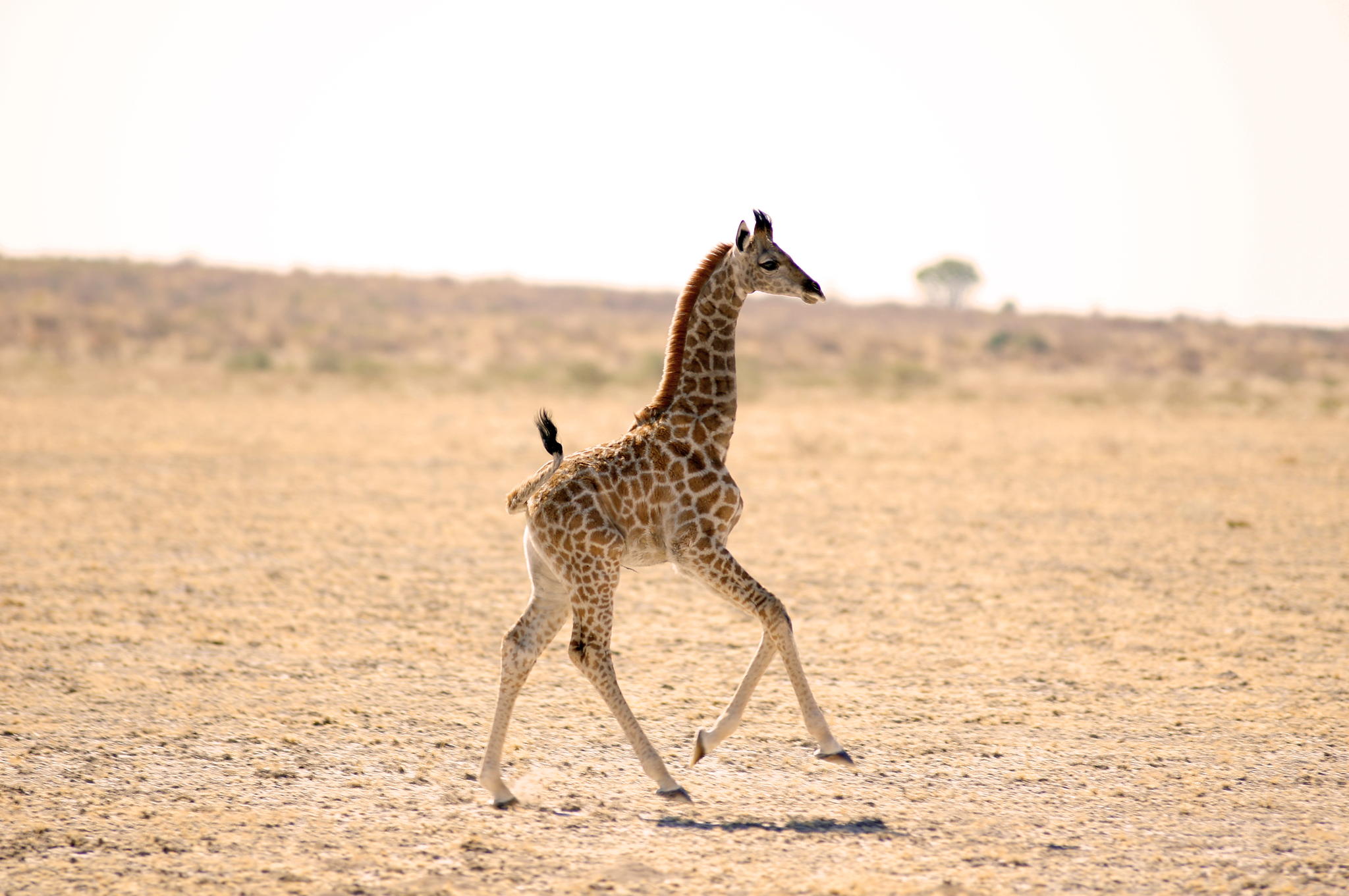 giraffe photography