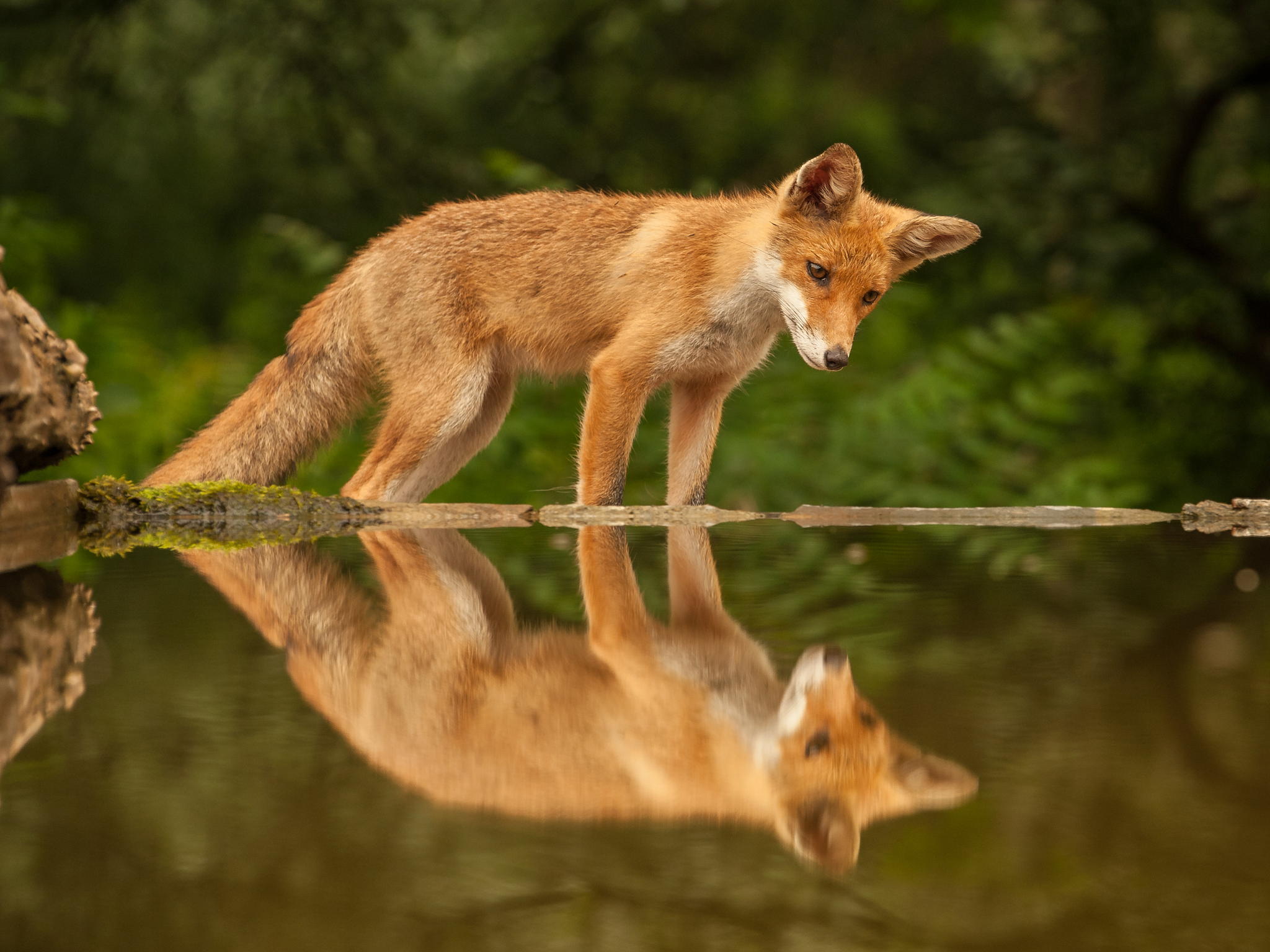 Fox см. Лиса в воде. Жизнь лисы в дикой природе. Лиса у реки. Отражение Лисёнка и лисы.
