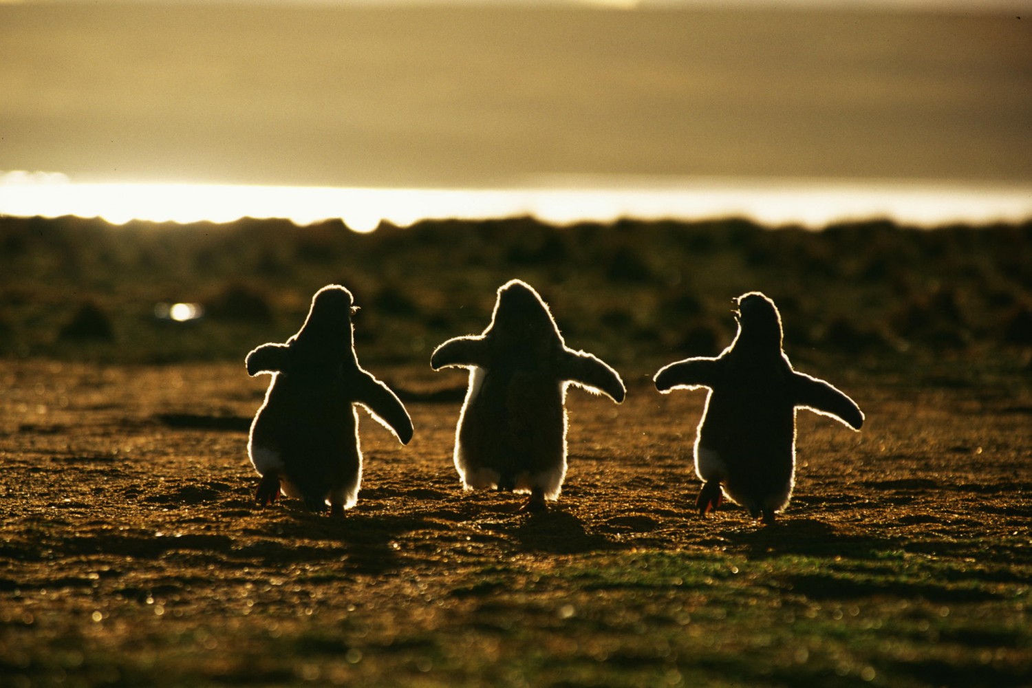 30 Adorable Photos of Penguins Hanging Out Together