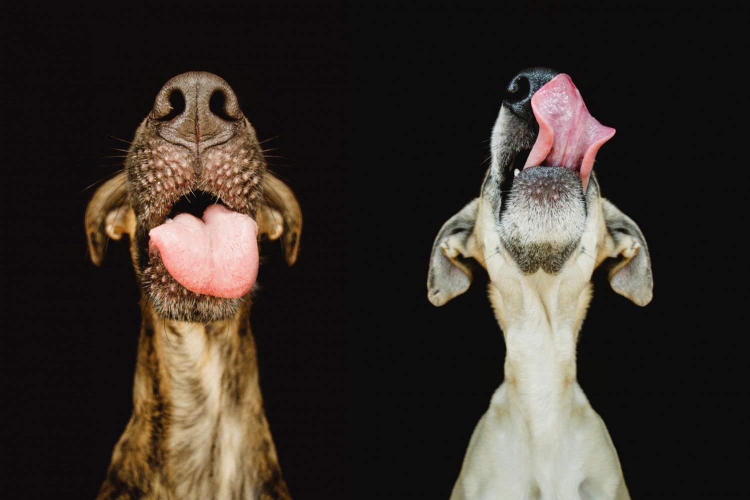 Everything You Need To Know About Taking Awesome Dog Photography