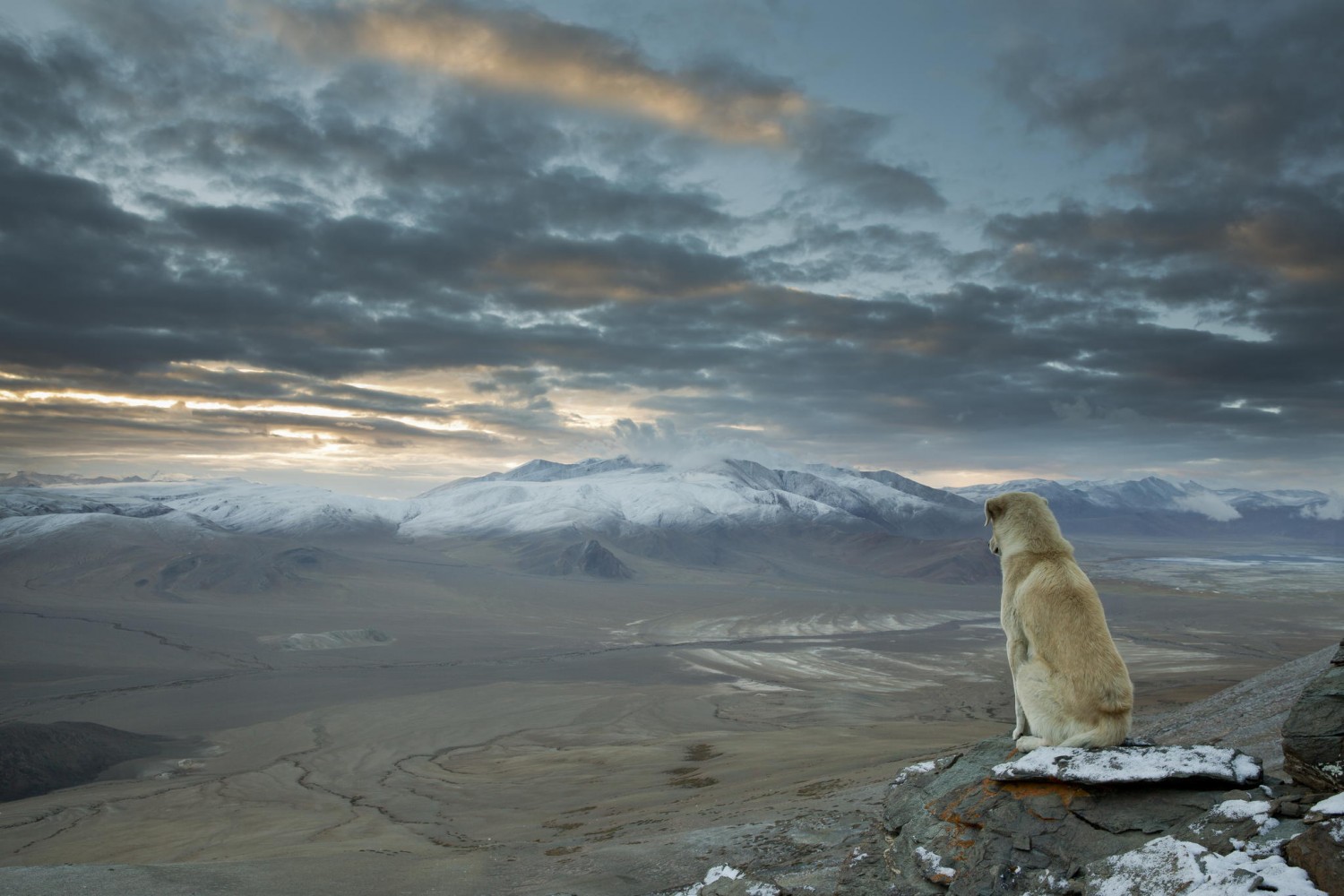 That Mysterious 'Winter is Coming' Himalayan Dog Photo