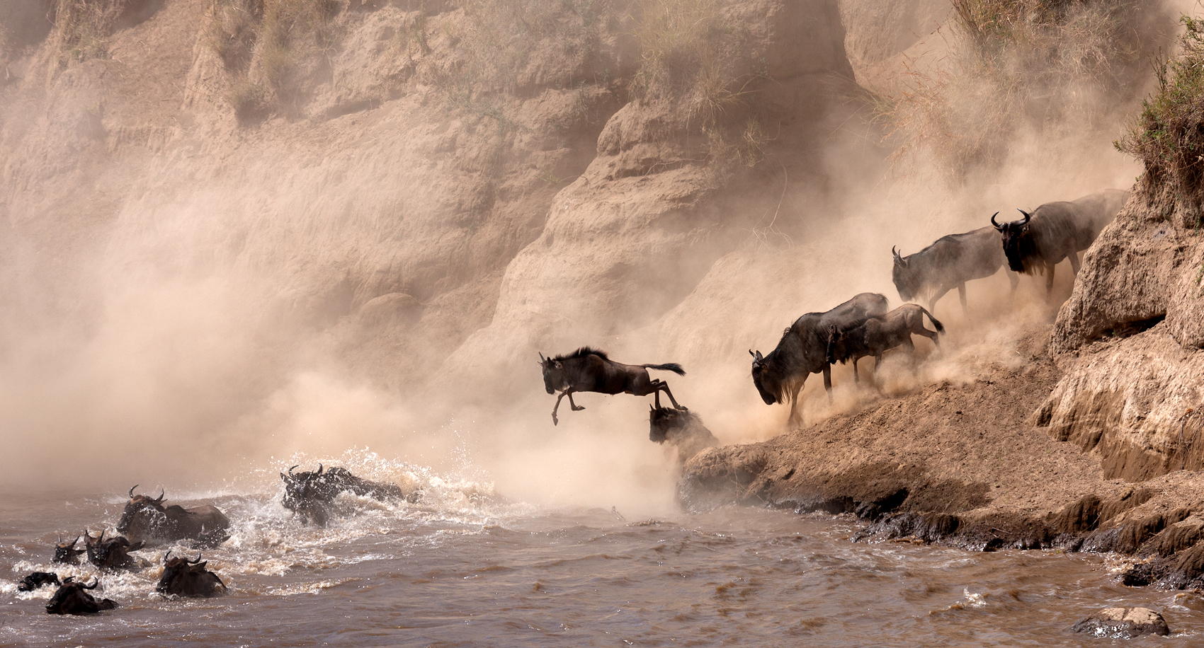 The Most Dramatic Animal Migrations Captured On Camera