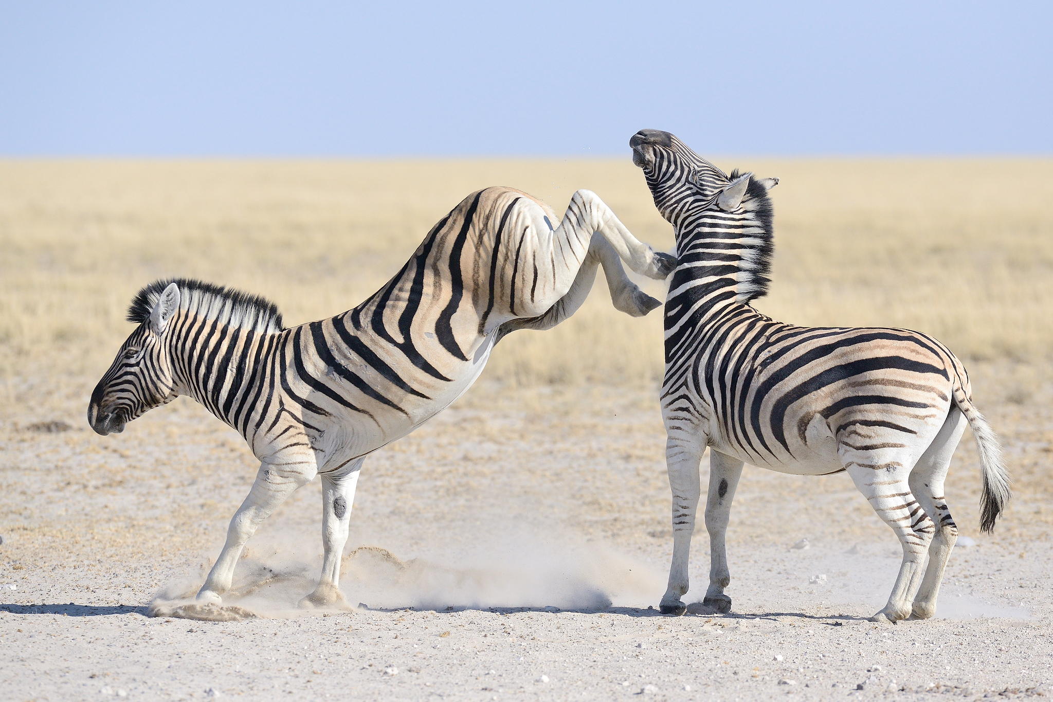 Zebra Fights Zebra In Wild Waterhole Battle