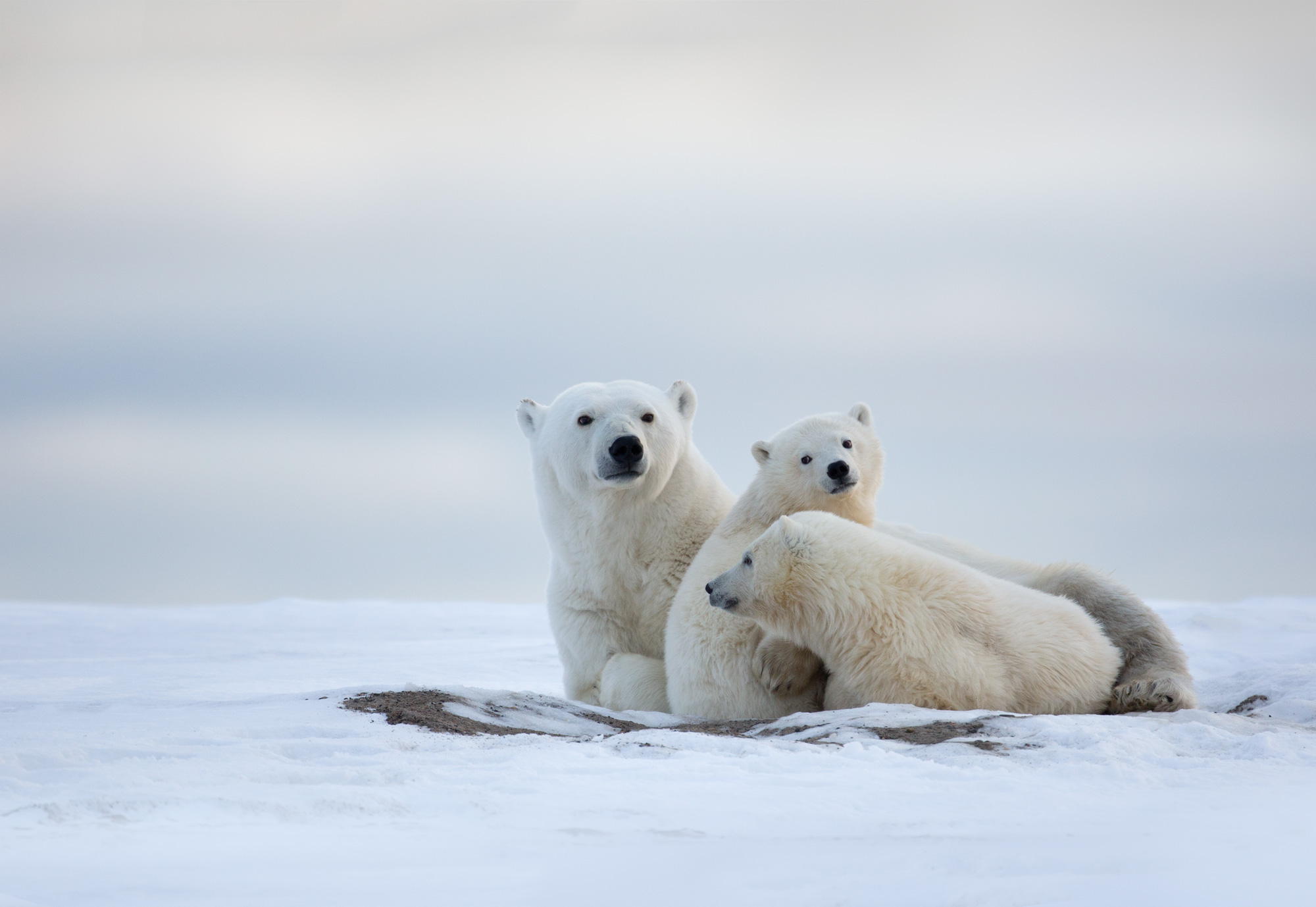 41 Adorable Animal Family Portraits That Will Steal Your Heart - 500px