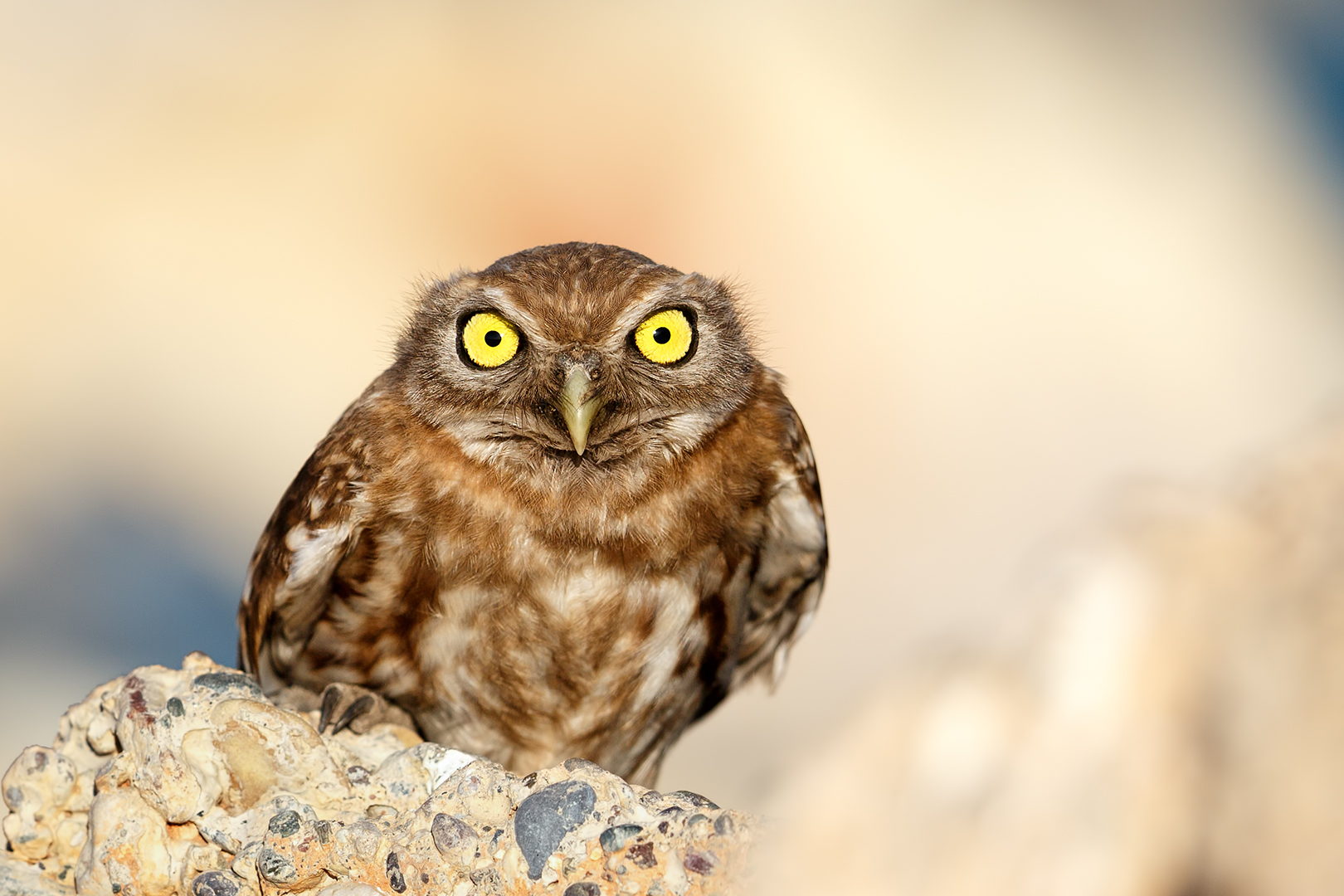 40 Angry Birds Who Don't Give A Hoot About What You Think