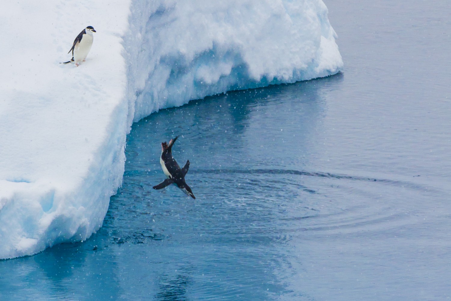 chinstrap penguins - 500px