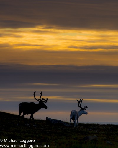 Norway Reindeer