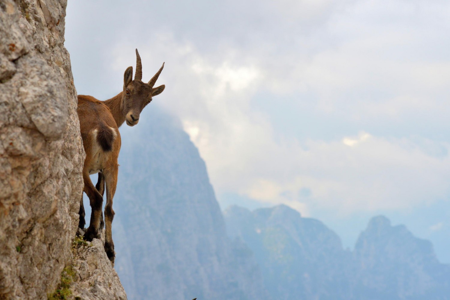 This Heart-Stopping Photo Captures An Ibex On The Edge Of A Mountain