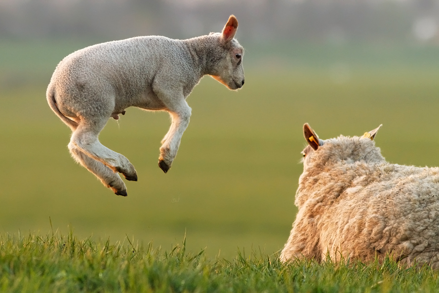 jumping_lamb. jumping_lamb - 500px. 