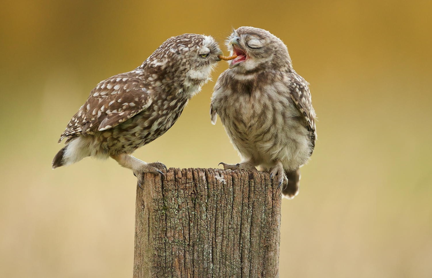 What's The Story Behind This Cute Photo Of Little Owls Sharing Grub?