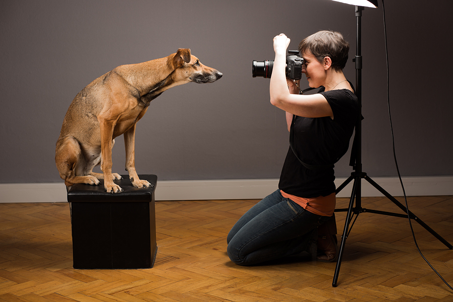 tips-for-great-lighting-for-pet-photography