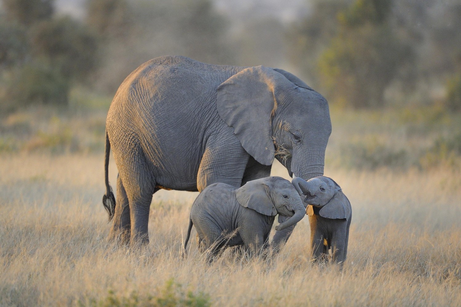 30+ Cute & Funny Baby Elephant Images That Will Brighten Up Your Day