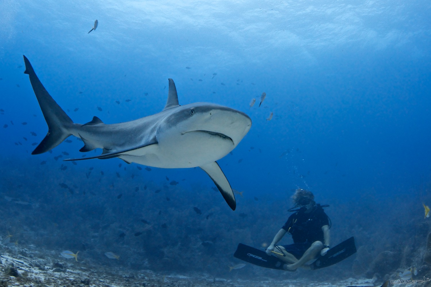Meet The Fearless Photographer Who Dives With Sharks
