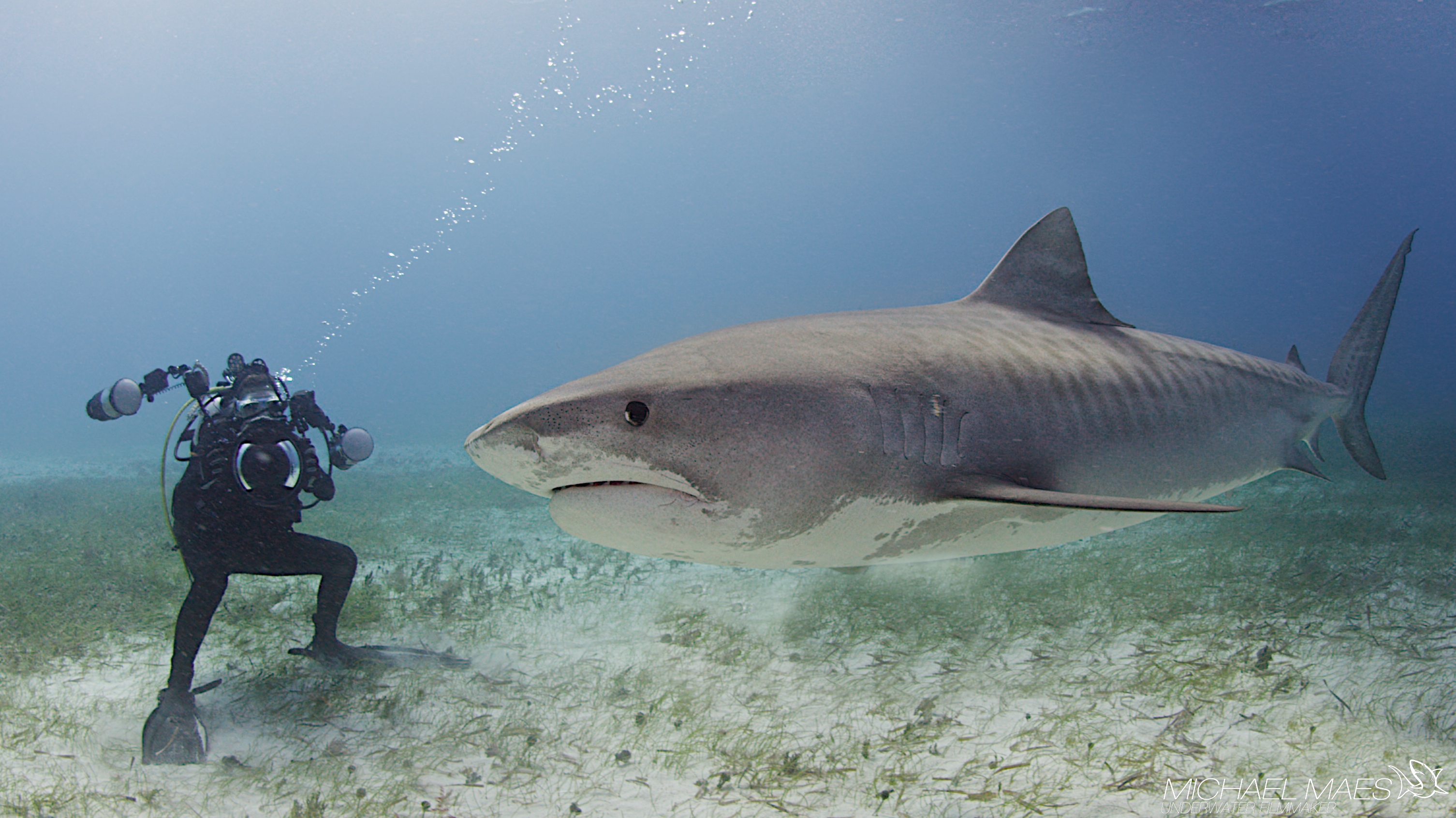 Cuylaerts diving with an Oceanic whitetip shark.