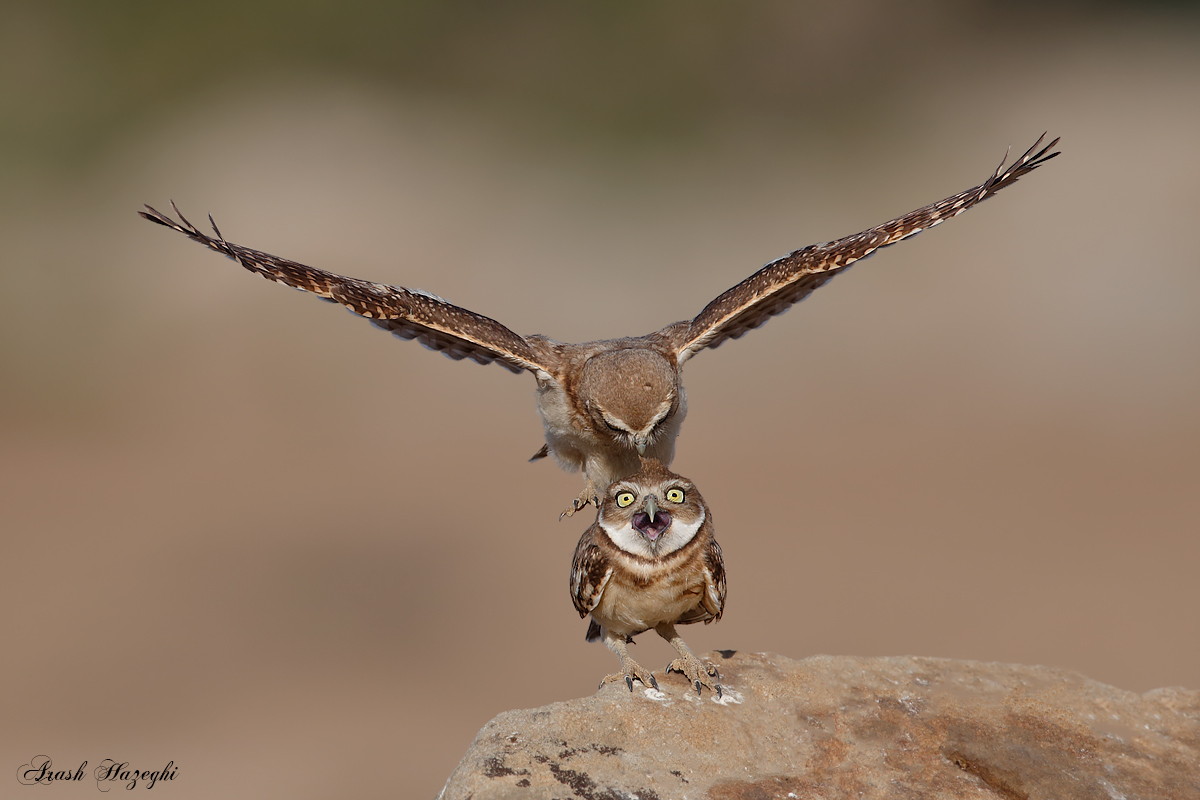 This Insane Photo Captures Two Young Owlets Play-Fighting