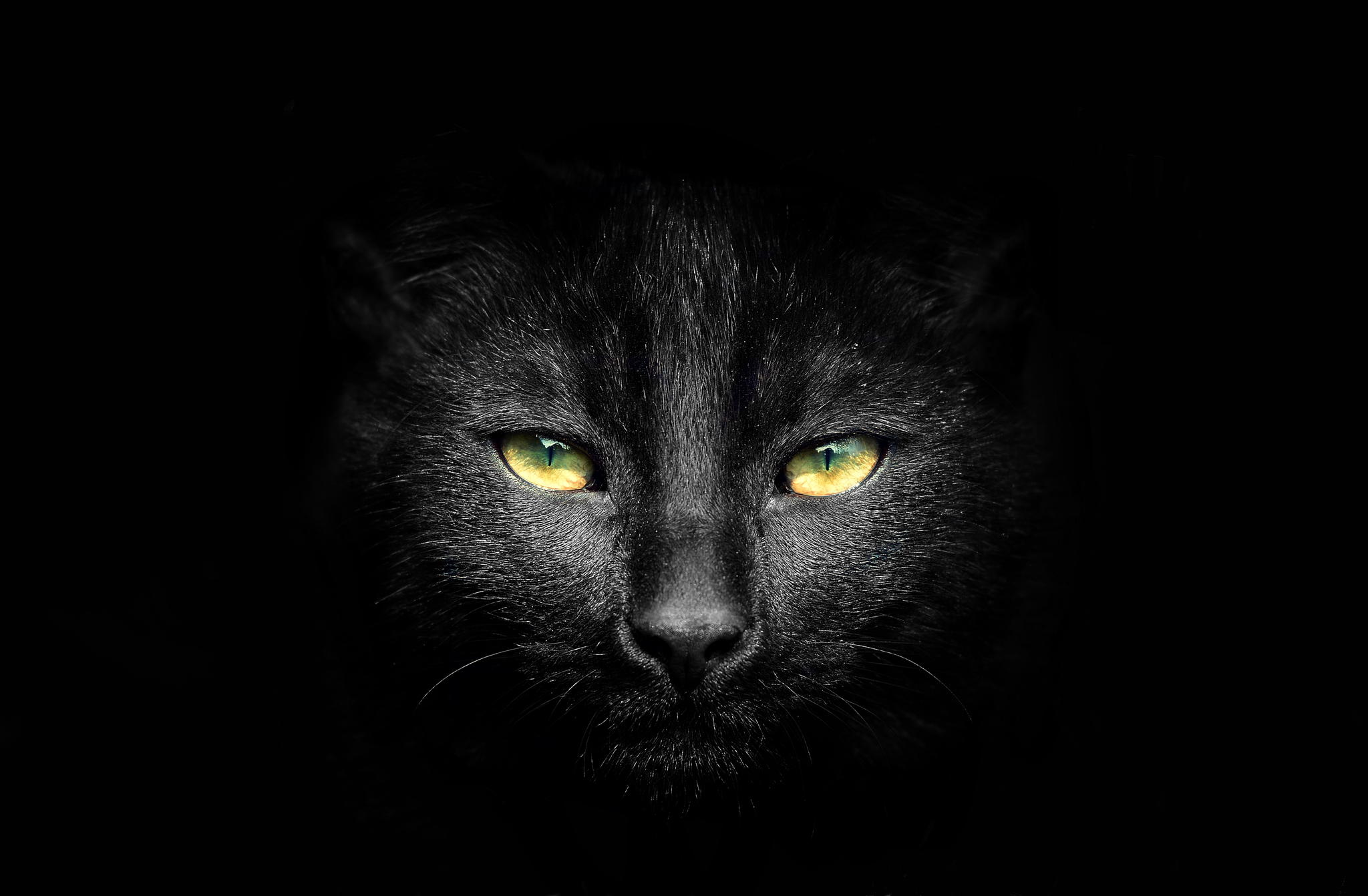 Black cheap cat beautiful