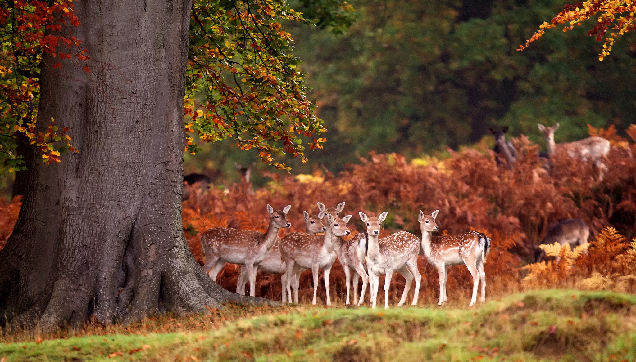 30 Awesome Animals Out And About This Autumn