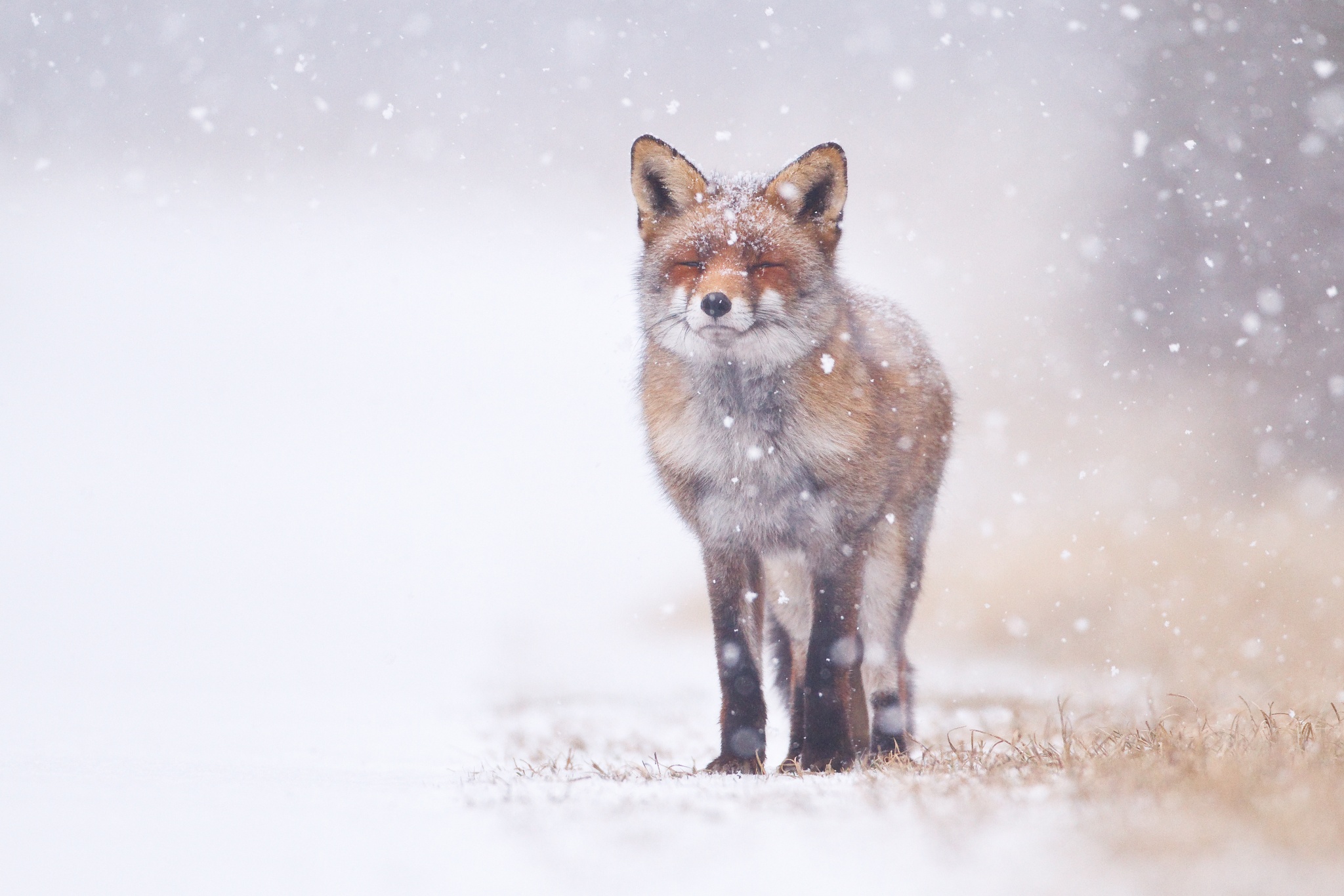 30 Adorable Photos Of Foxes In The Snow