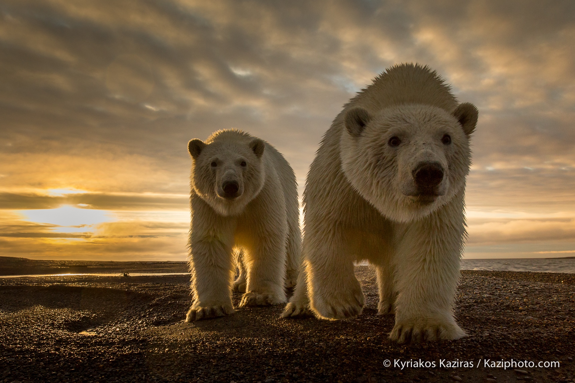 Best of 2014: Top 10 Animal Photos