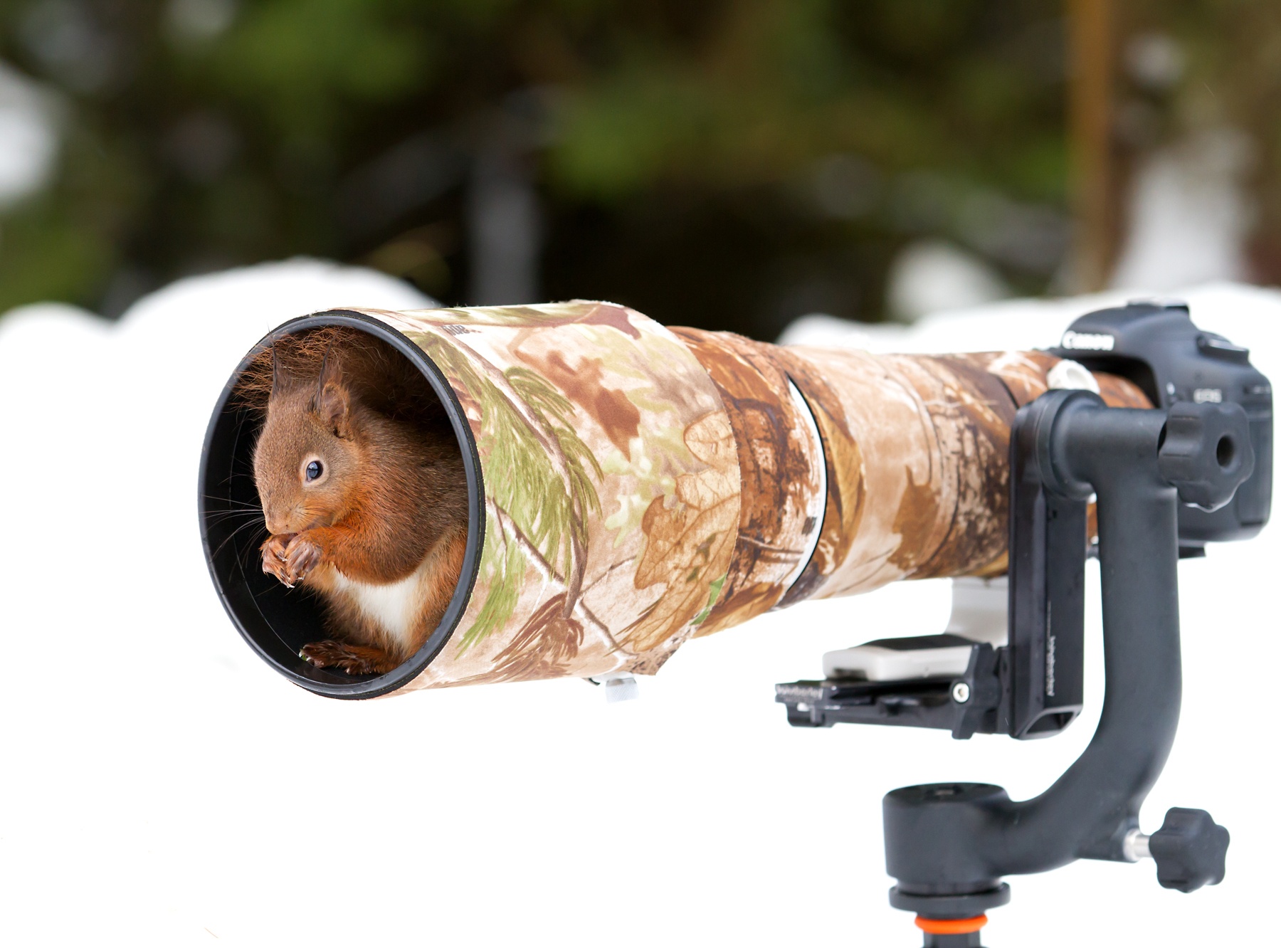 Literal Wildlife Photographers: 19 Photos of Animals Getting Cozy with Camera Gear