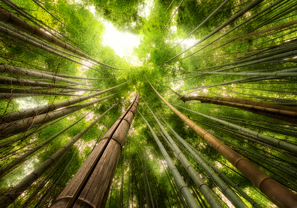 kyoto-bamboo-forest