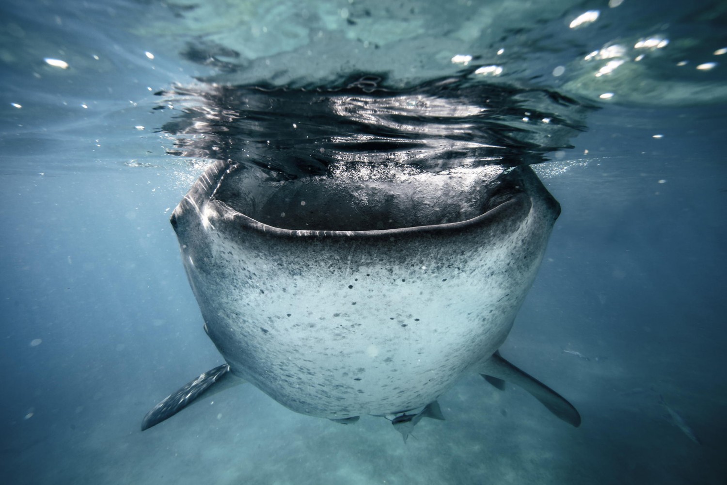 Best of 2014: Top 10 Underwater Photos
