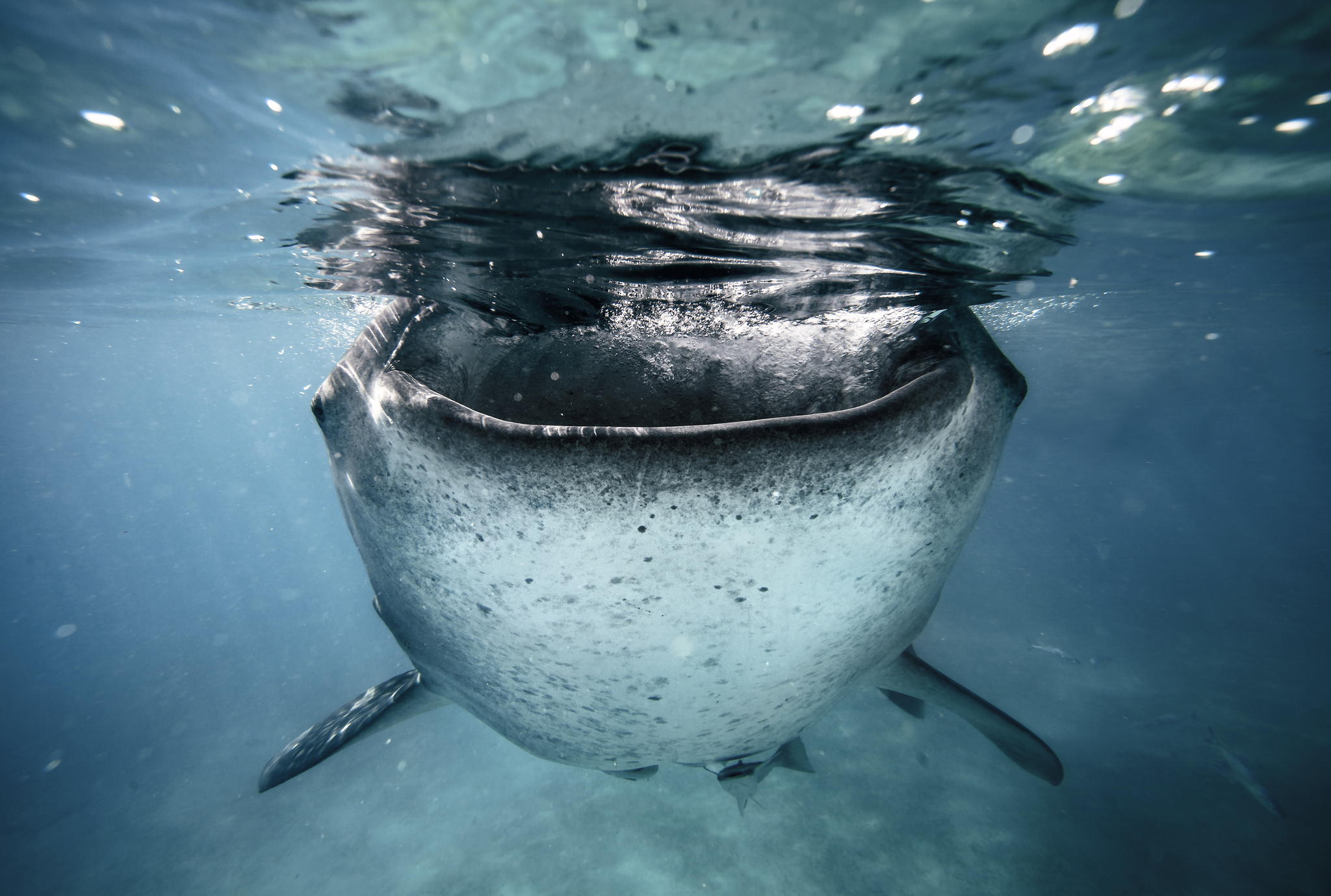 Best of 2014: Top 10 Underwater Photos