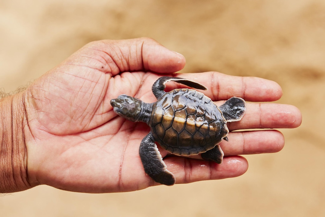 Newborn of turtle
