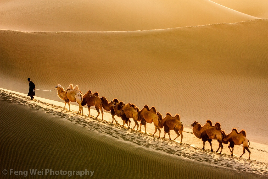 Desert Traveller