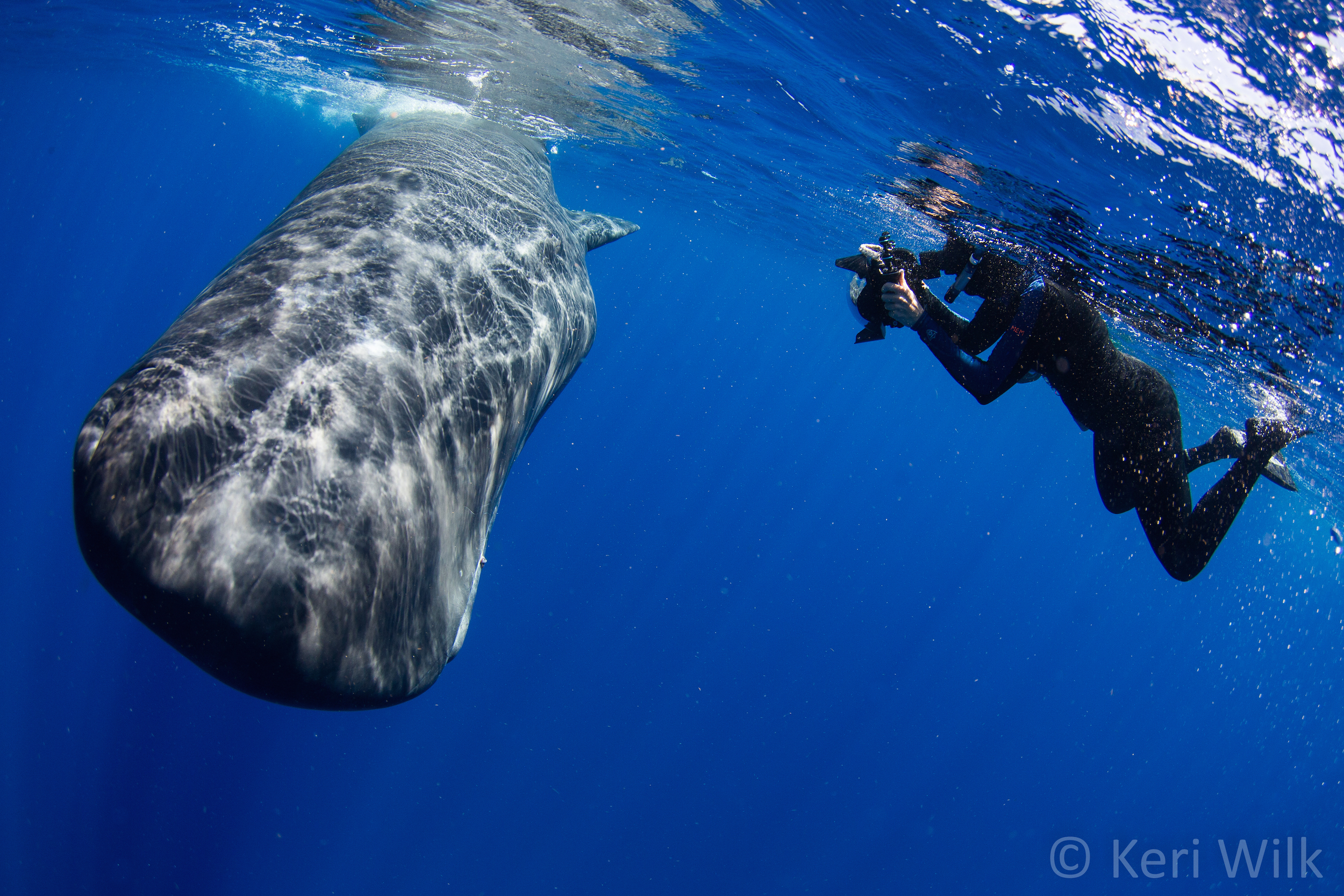 Underwater Photographer Gets Caught in a Sperm Whale 'Poopnado,' Brings Back Photos