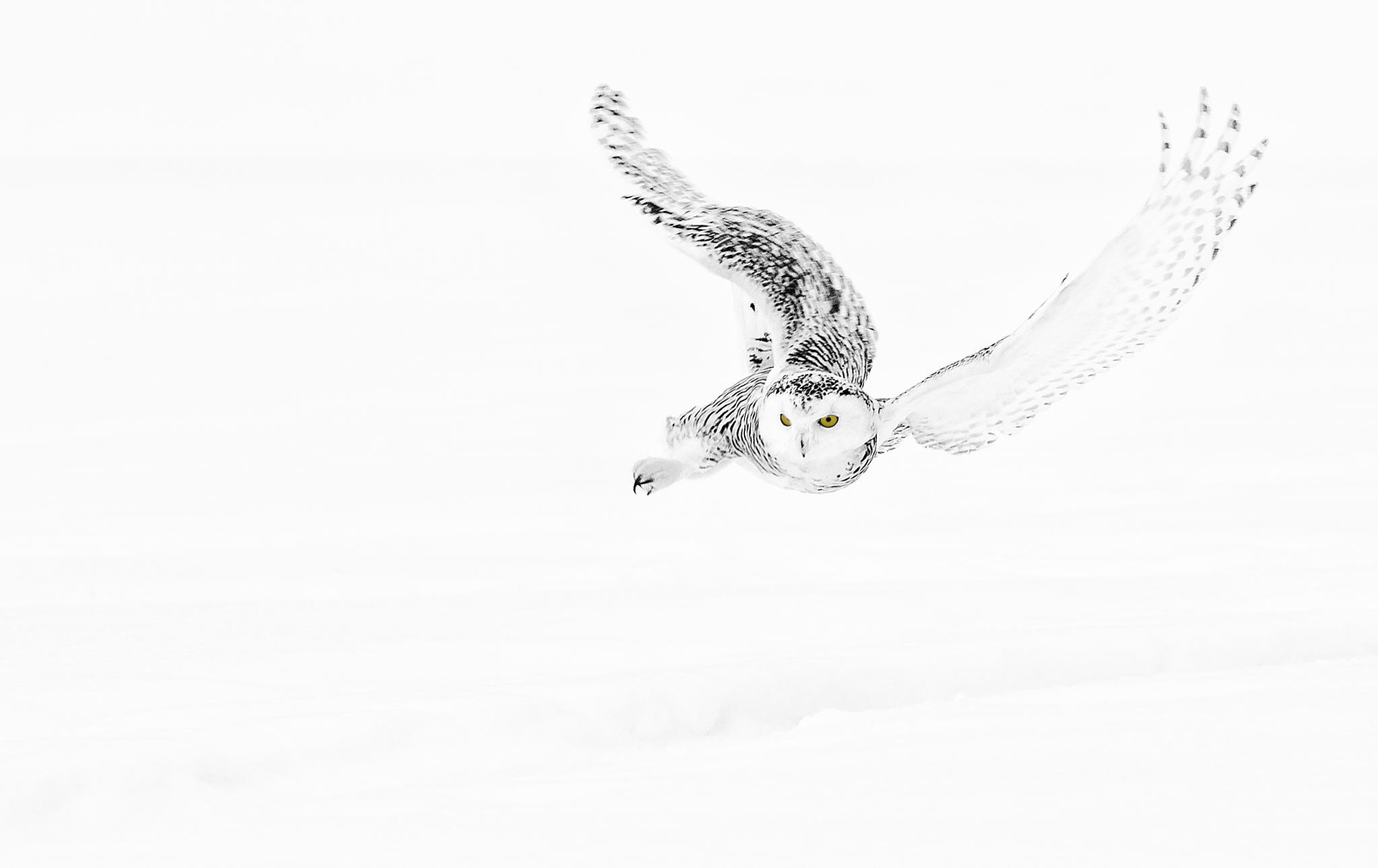 25 Majestic Photographs of Owls in the Snow