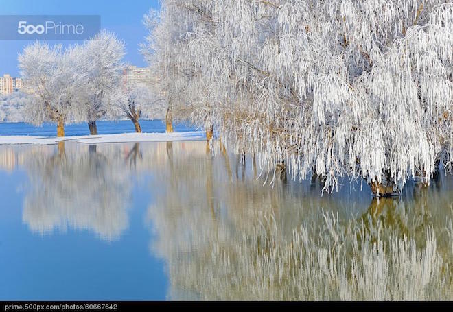 stock-photo-winter-trees-covered-with-frost-60667642