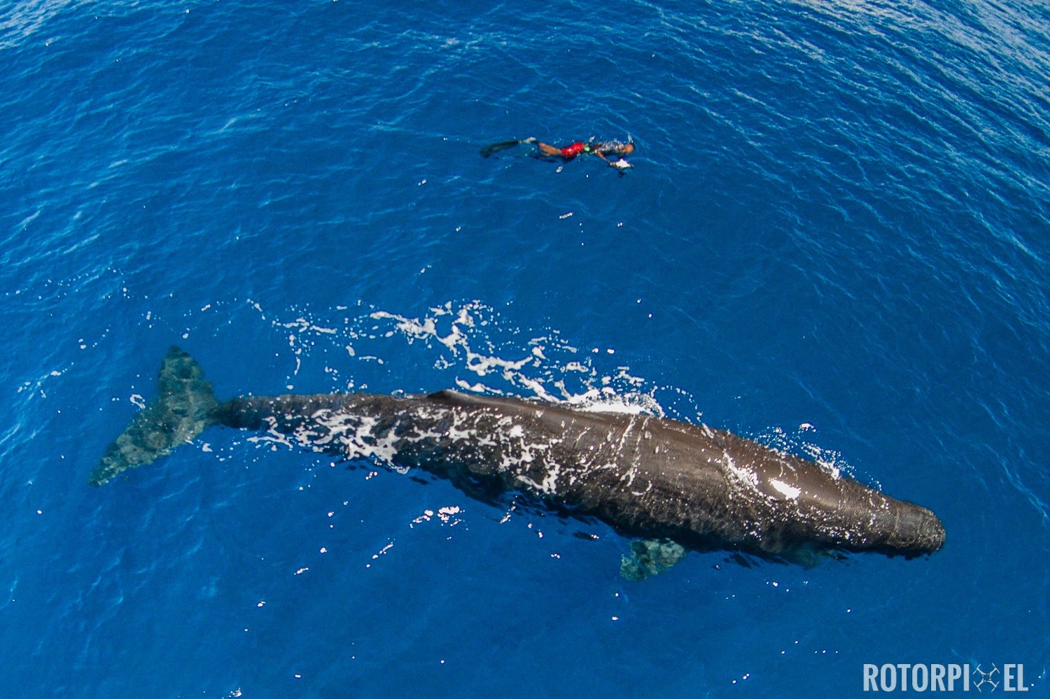 Behind the Scenes: Capturing Whales and Dolphins by Drone Around Dominica