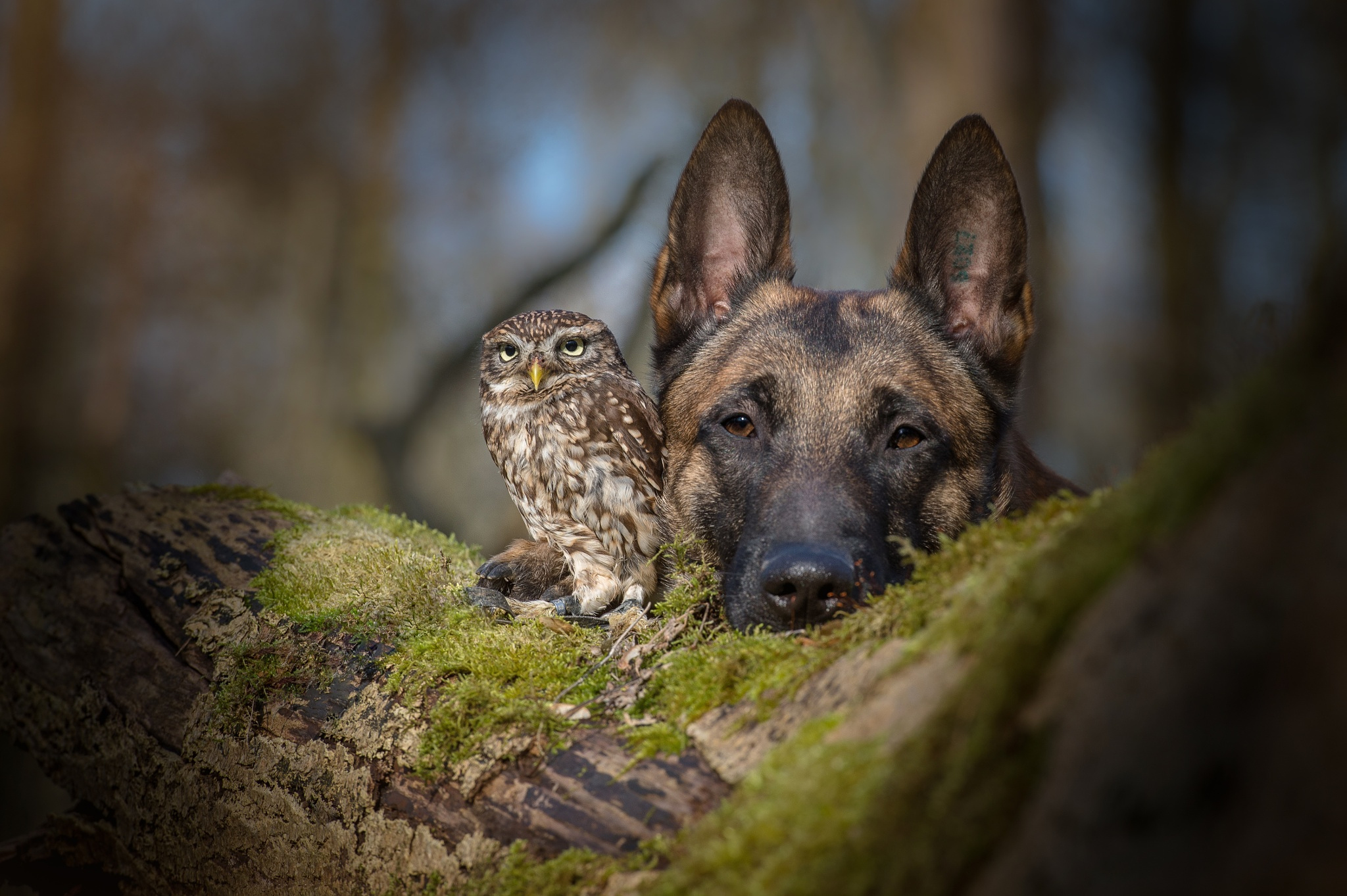 Photographer Captures the Incredible Bond Between a Dog and an Owlet