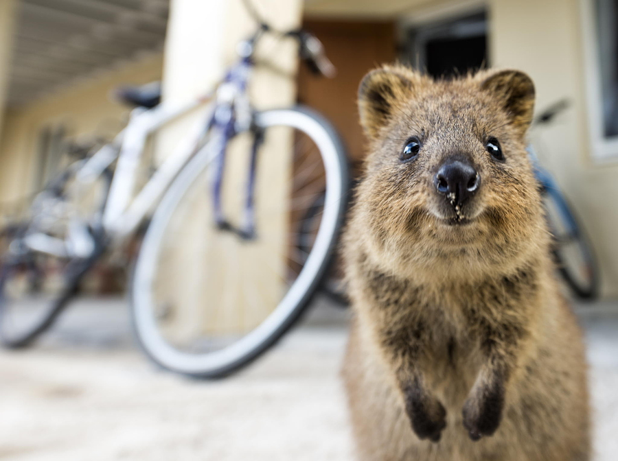 happy animal